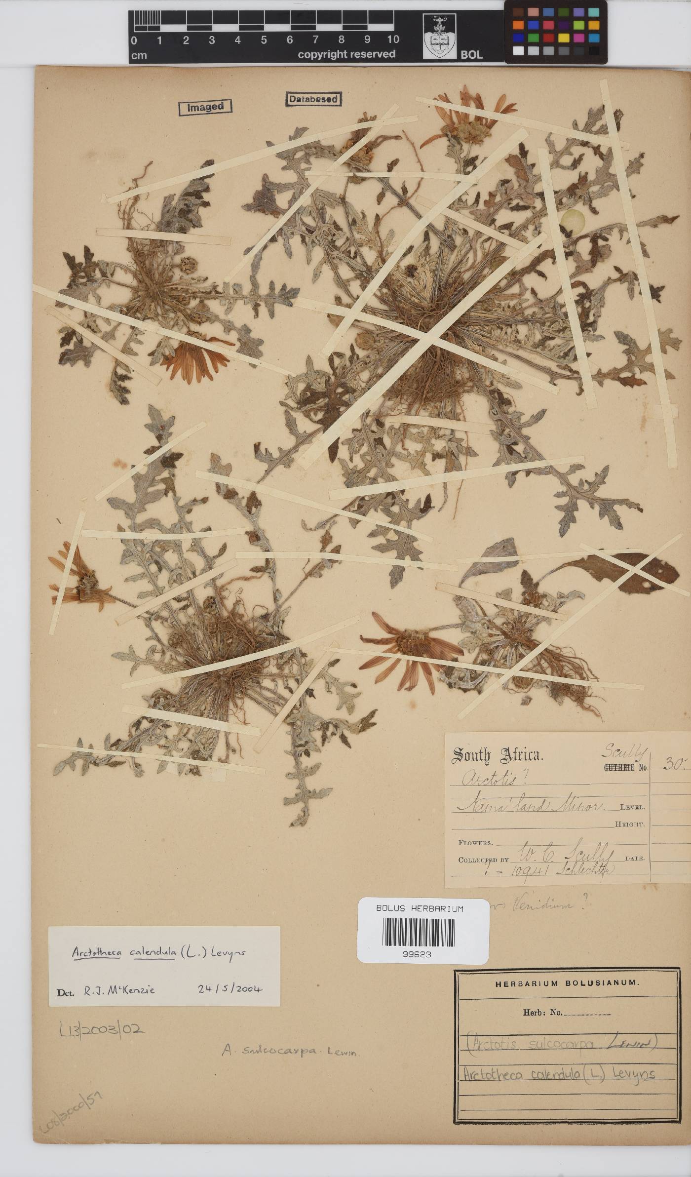 Arctotheca calendula image