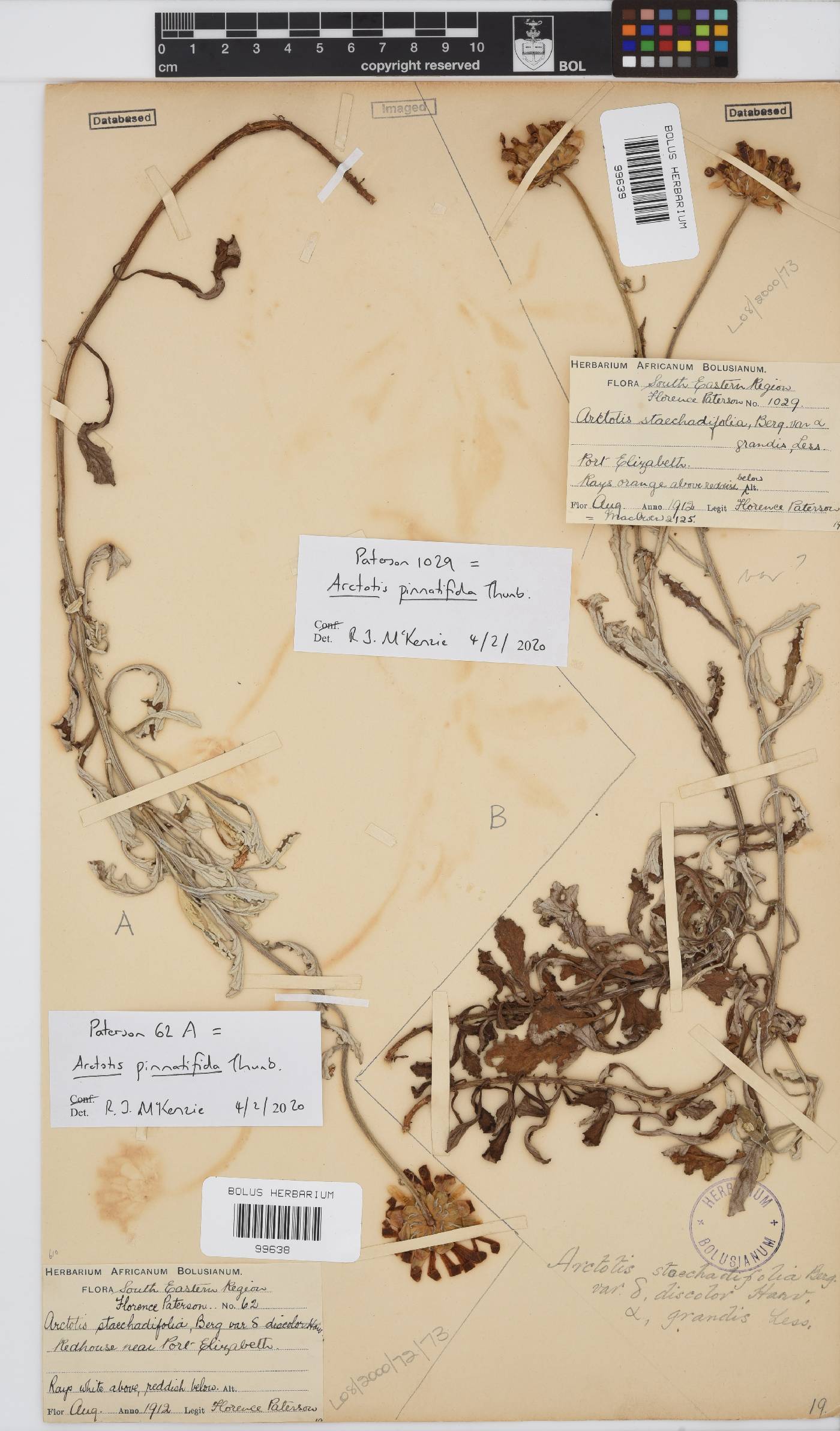Arctotis pinnatifida image