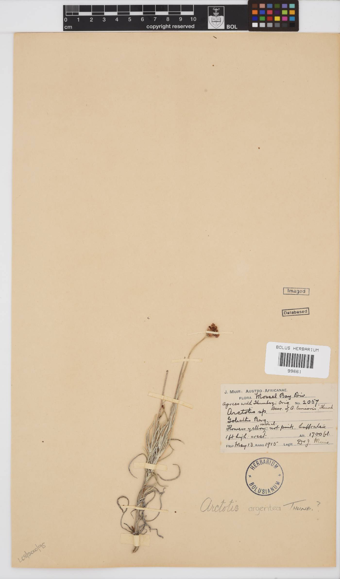 Arctotis argentea image