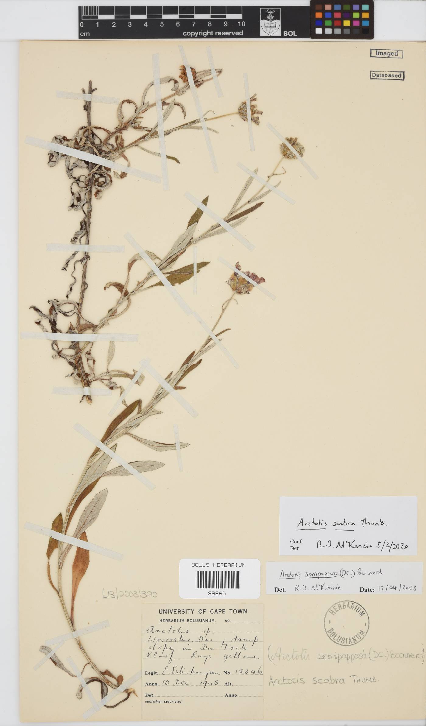 Arctotis scabra image