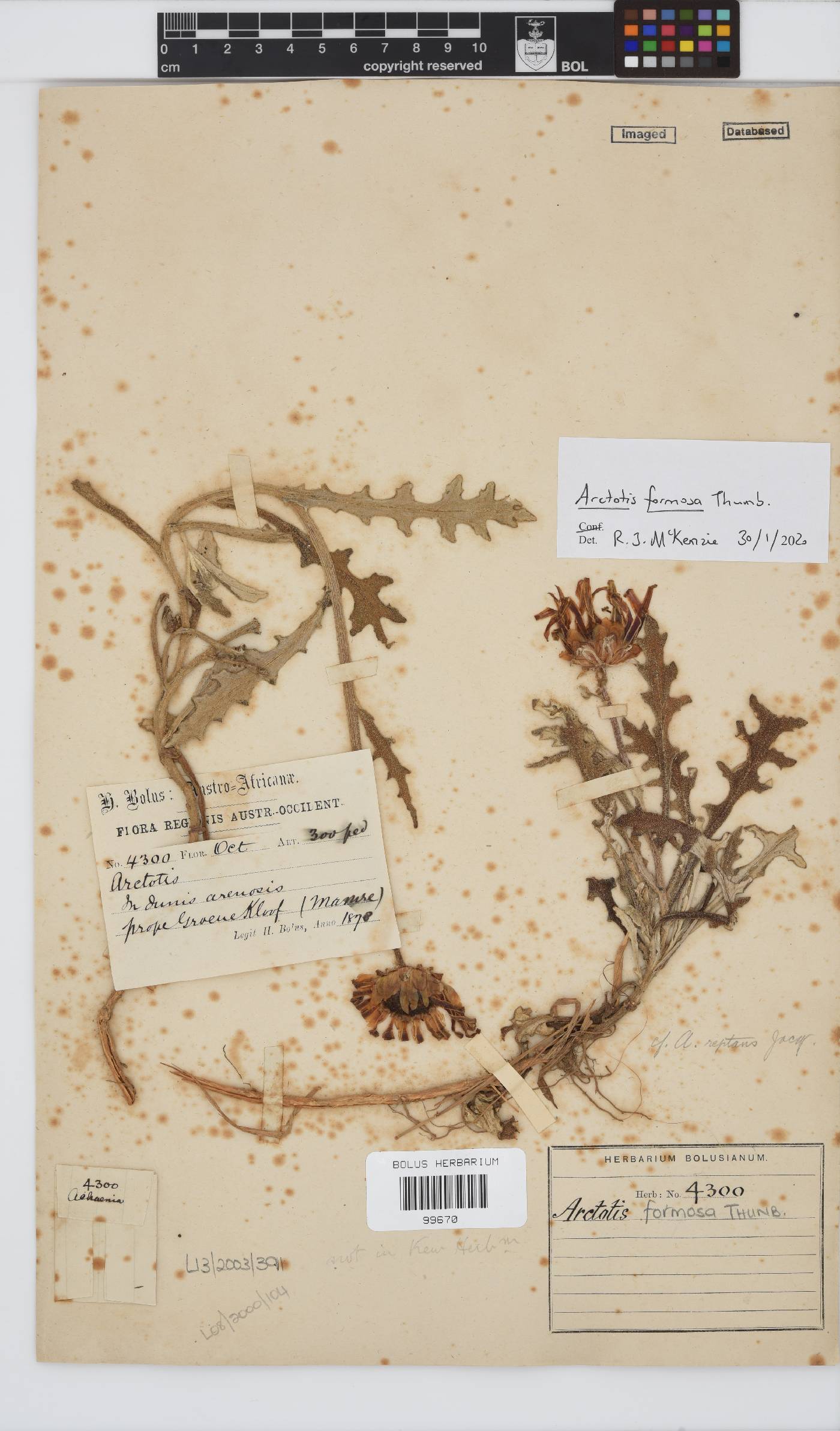 Arctotis formosa image