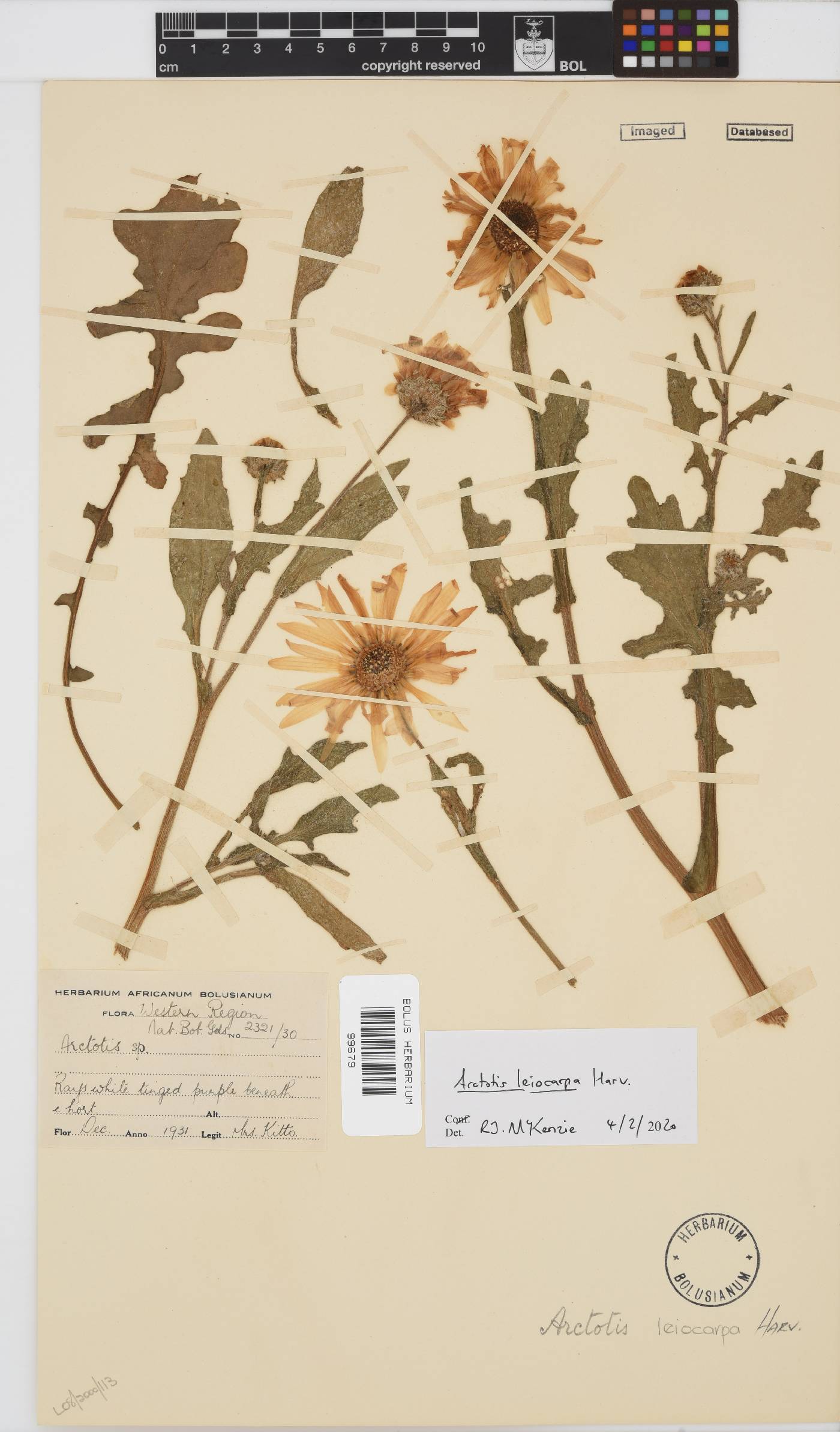 Arctotis leiocarpa image