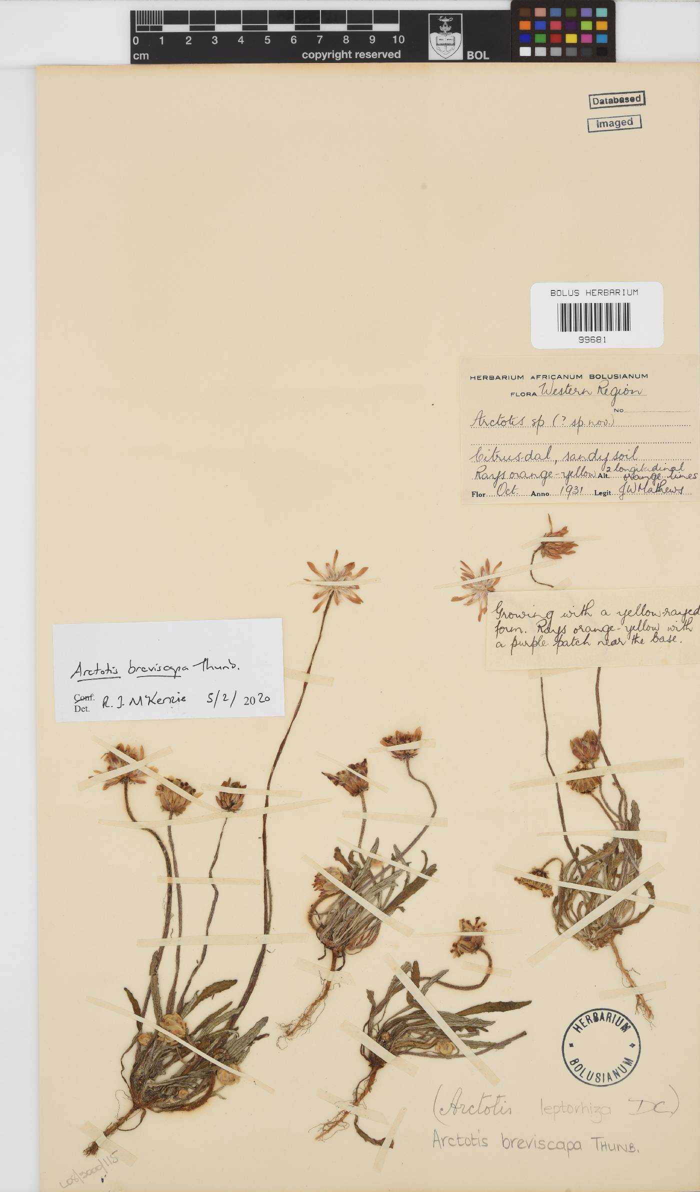 Arctotis breviscapa image