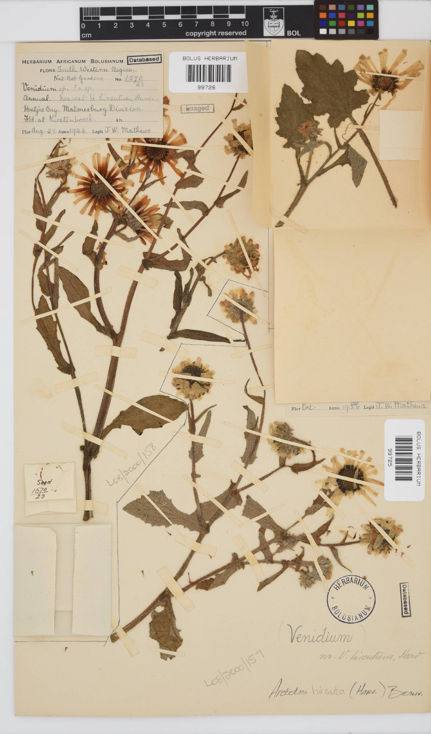 Arctotis hirsuta image