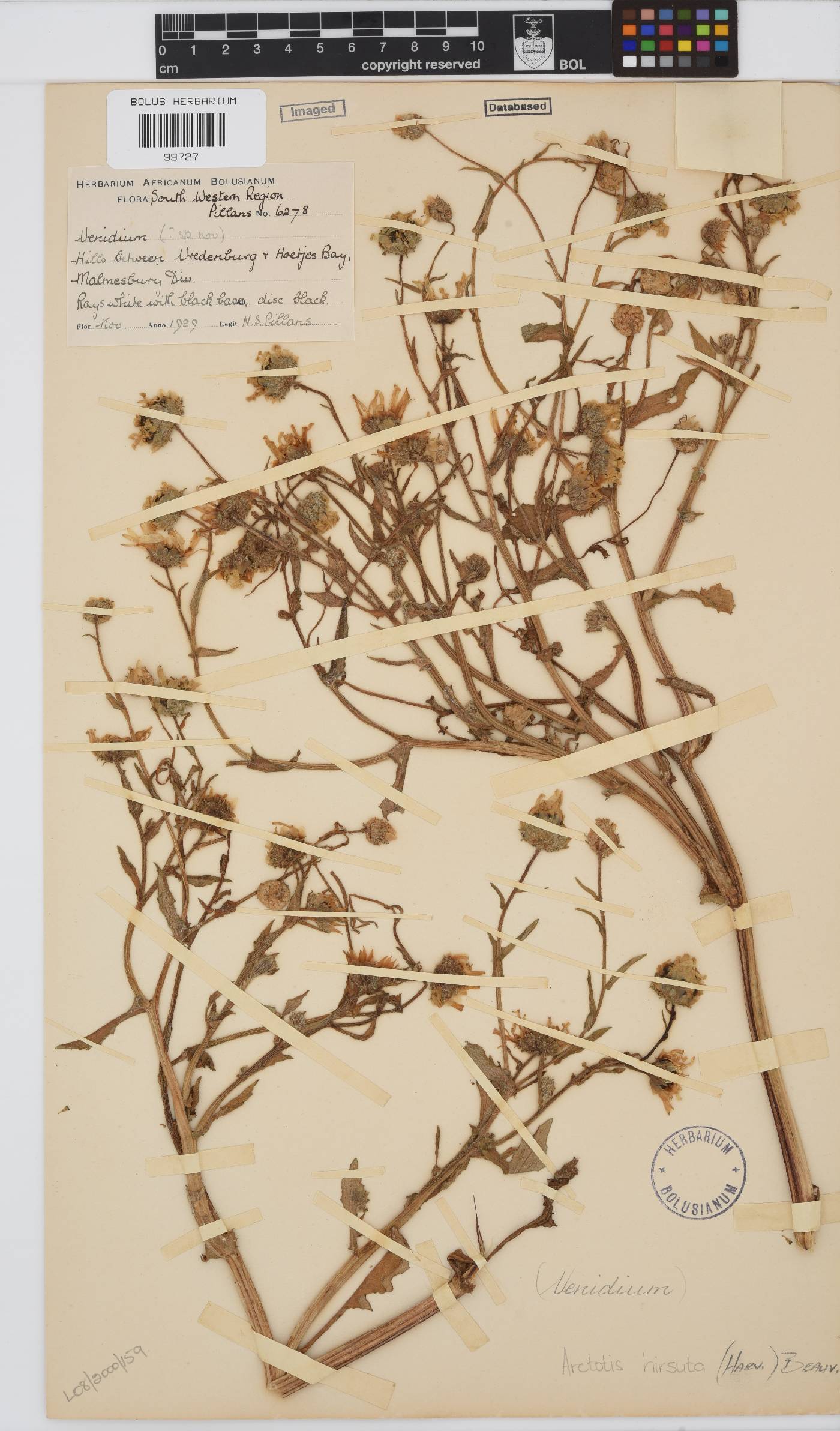 Arctotis hirsuta image