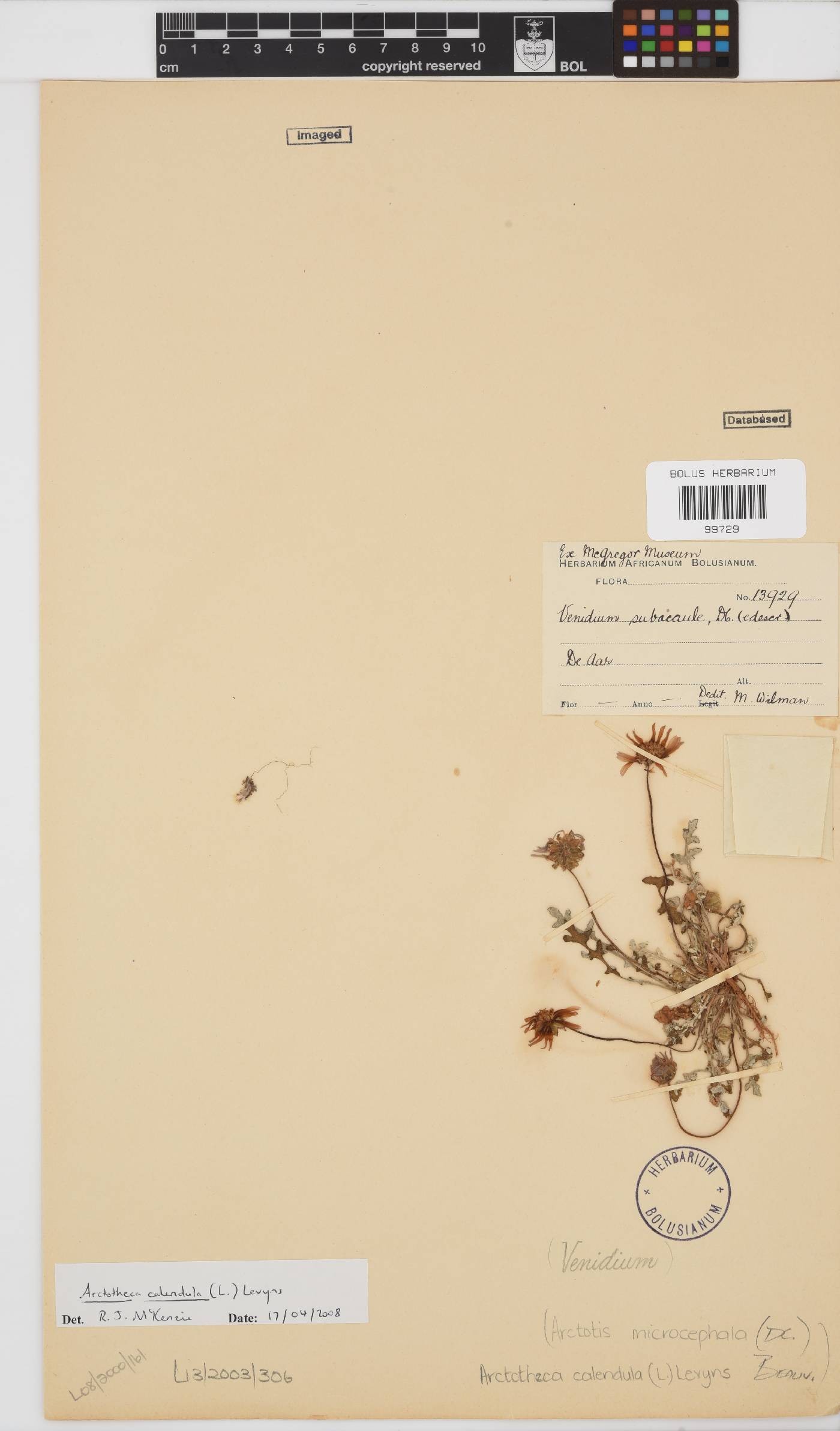 Arctotheca calendula image