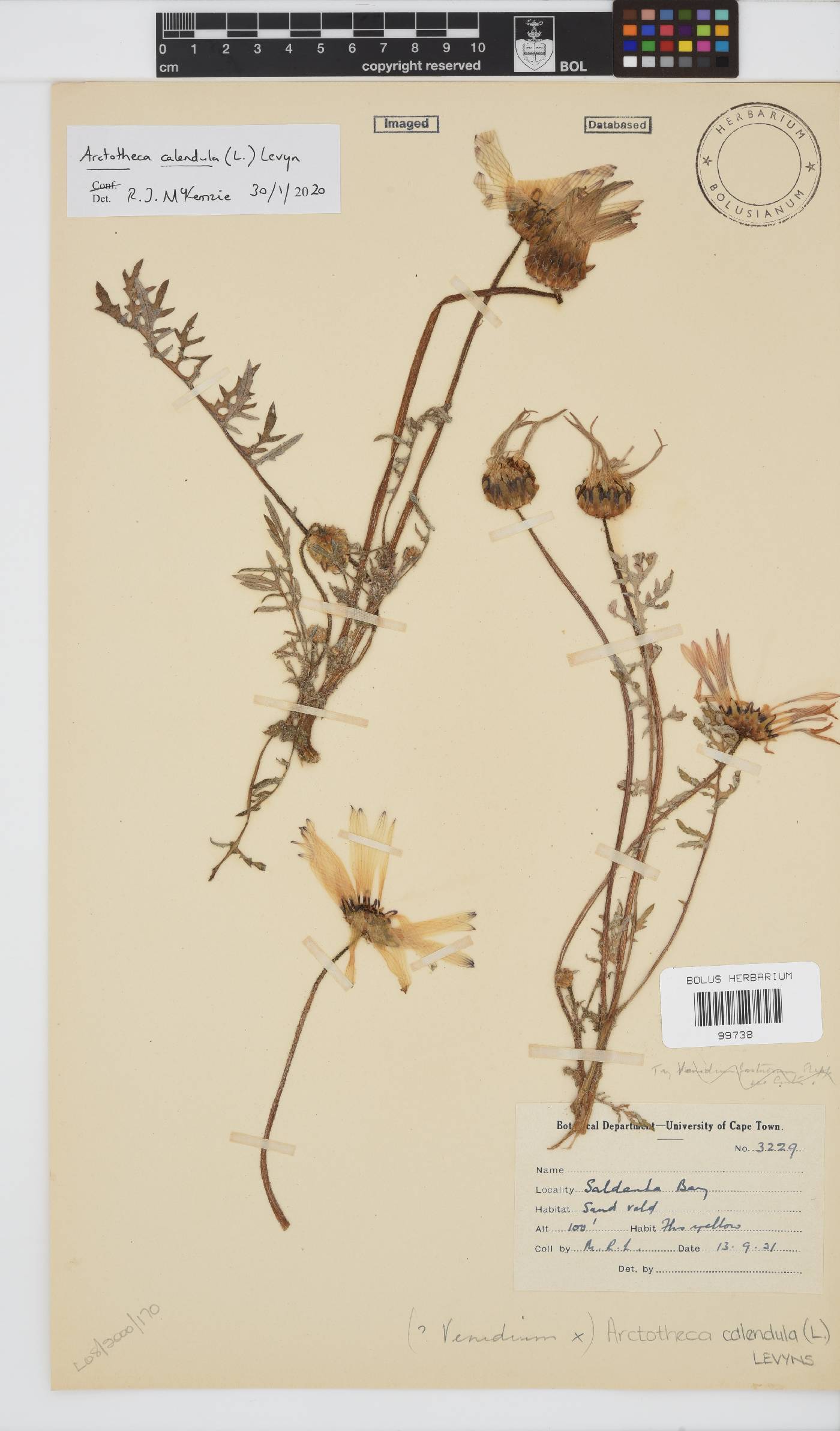 Arctotheca calendula image
