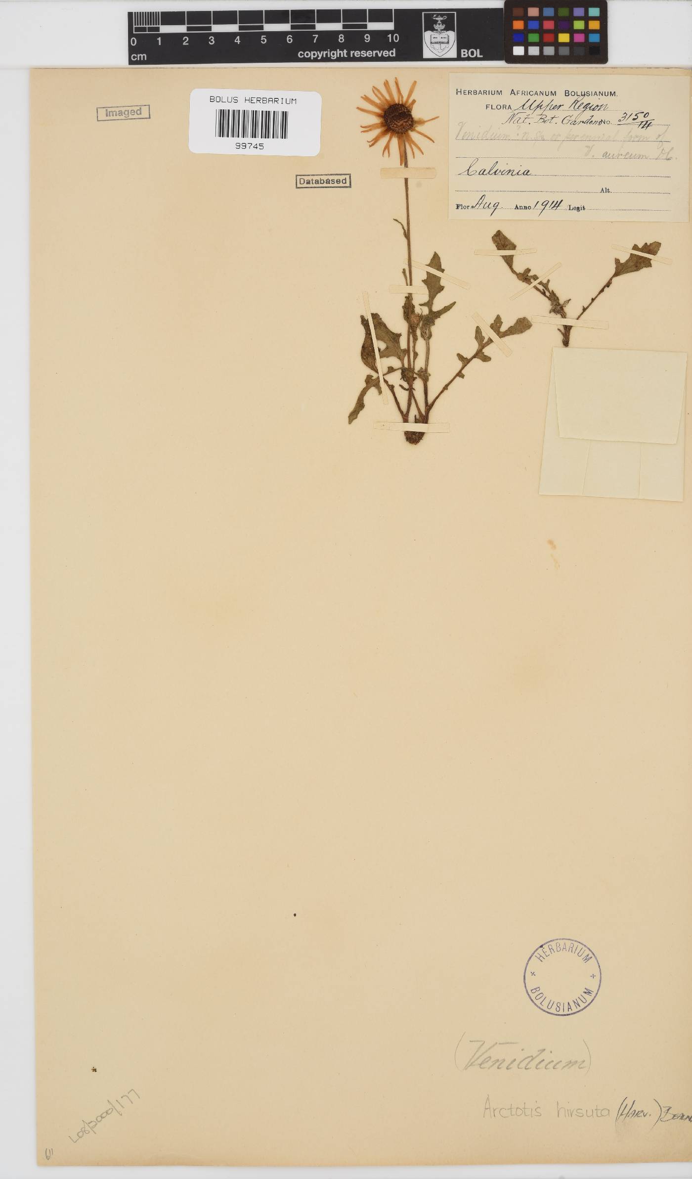 Arctotis hirsuta image