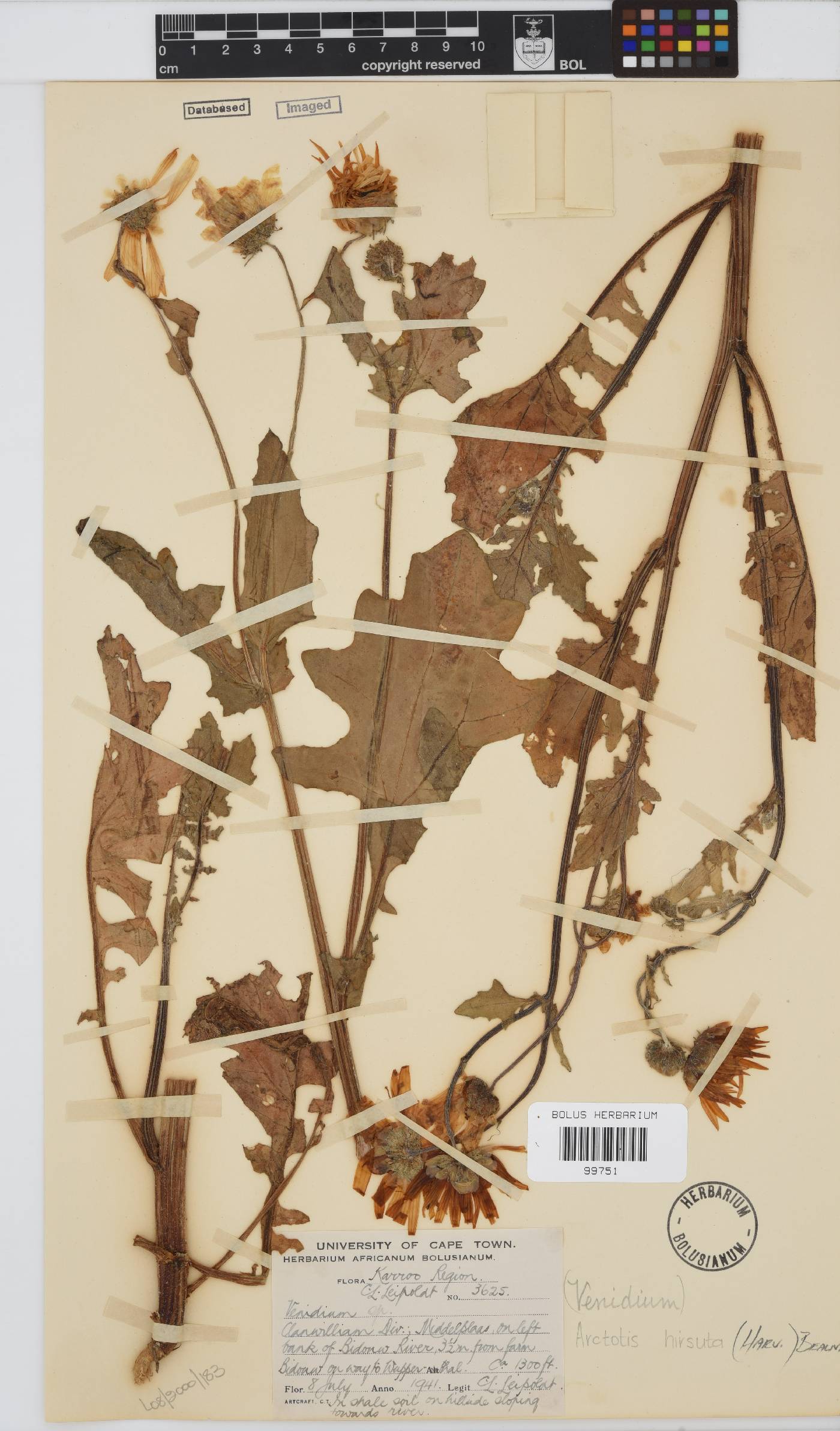 Arctotis hirsuta image