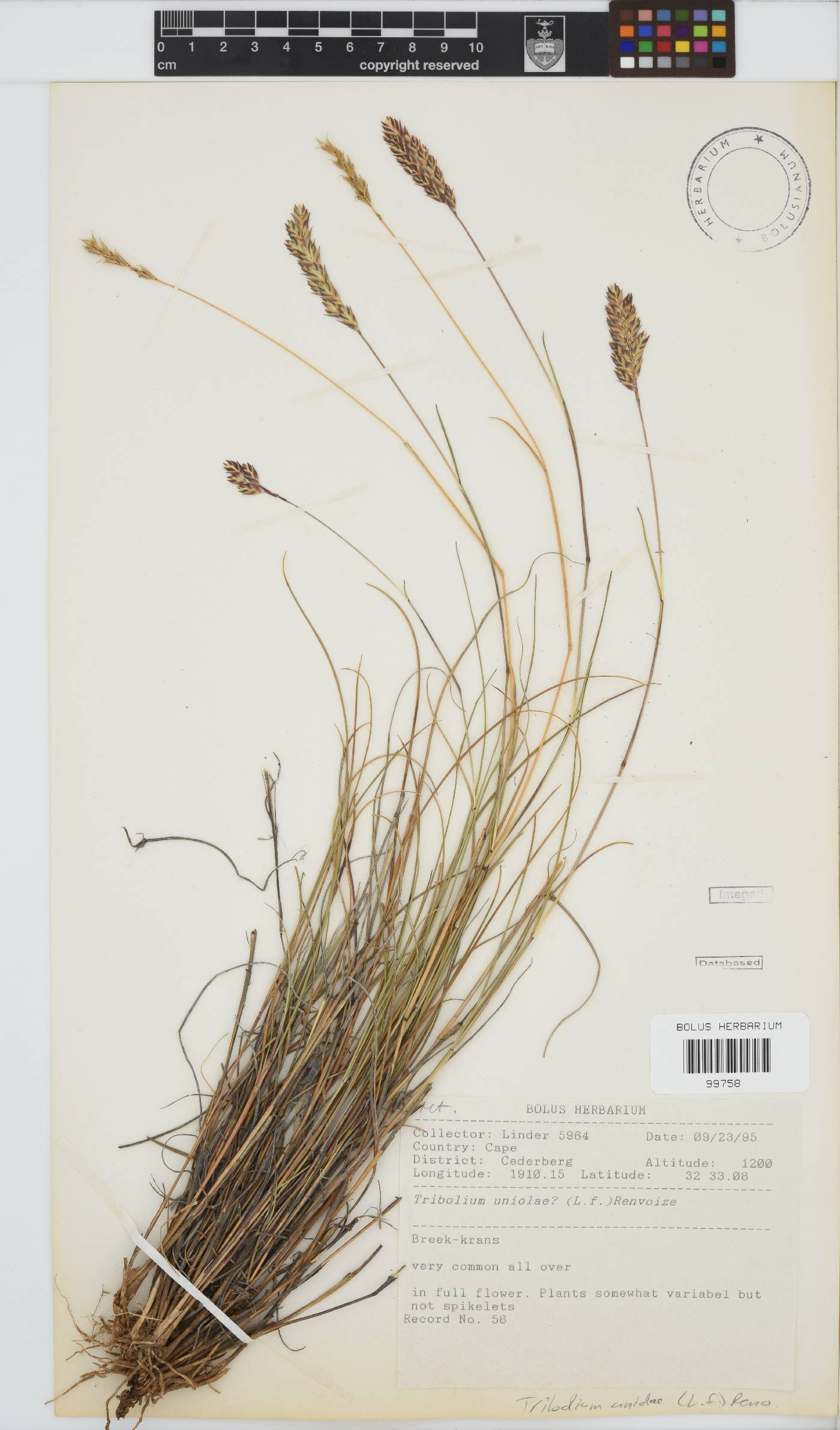 Tribolium uniolae image