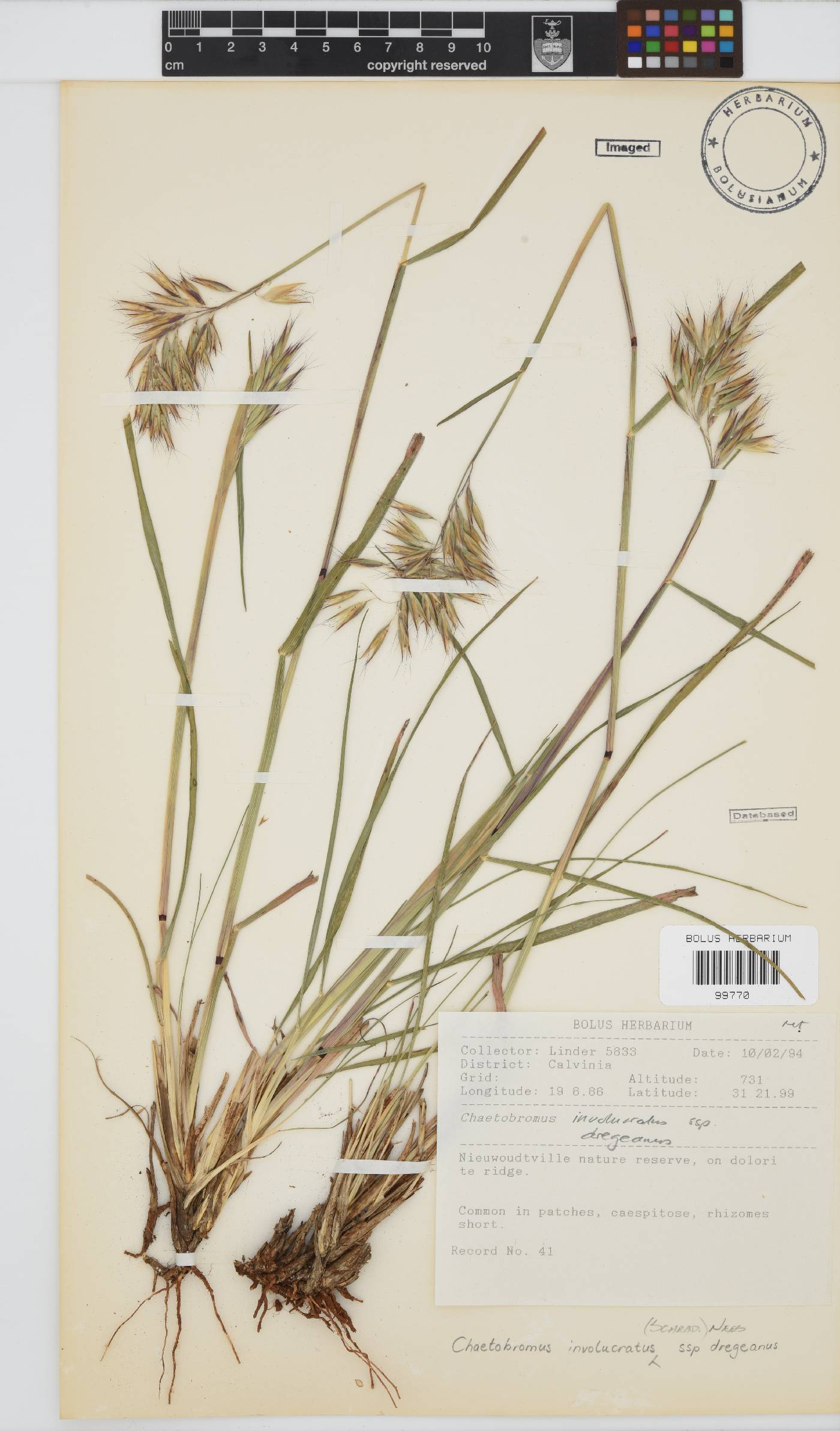 Chaetobromus involucratus subsp. dregeanus image