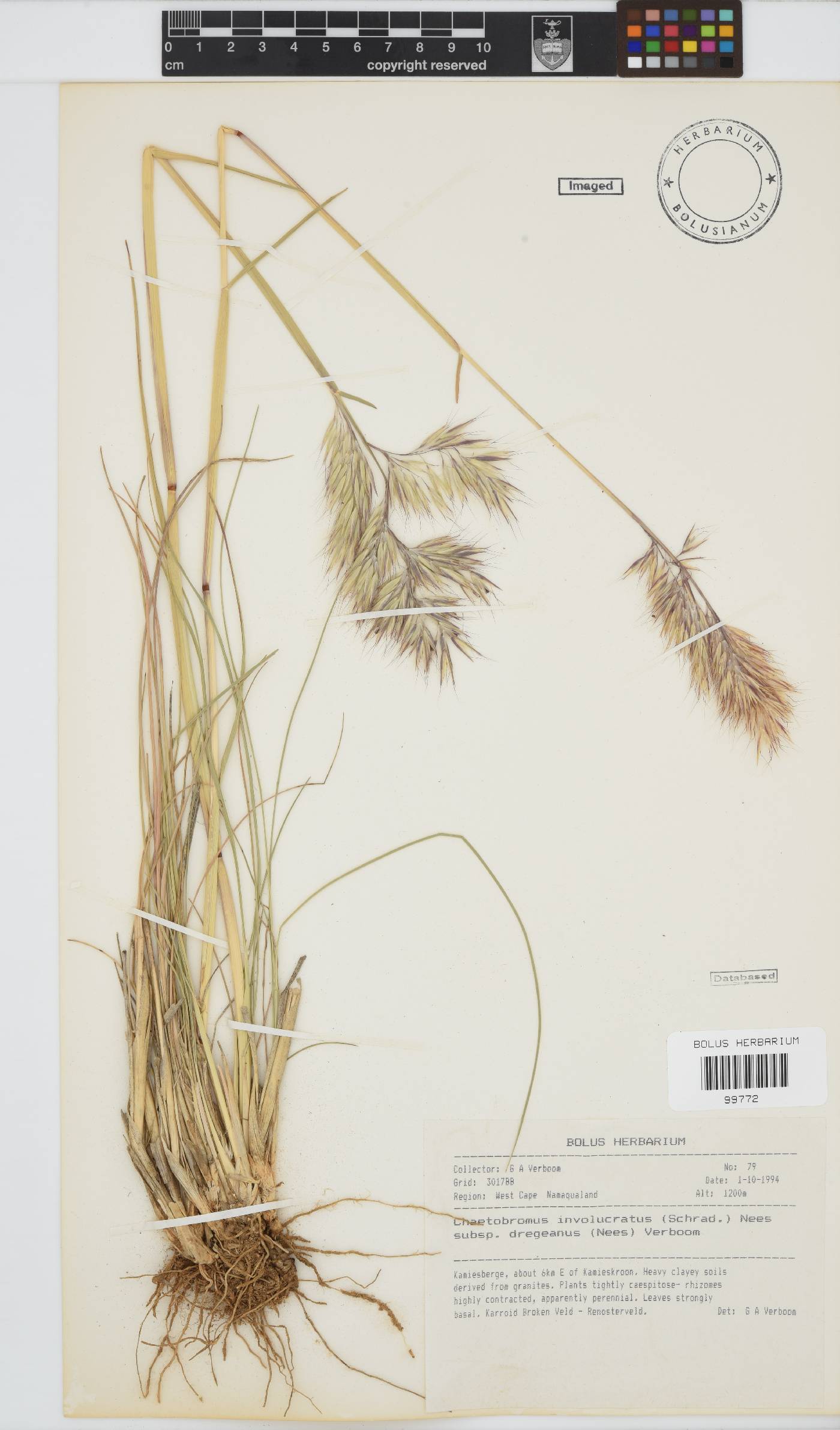Chaetobromus involucratus subsp. dregeanus image