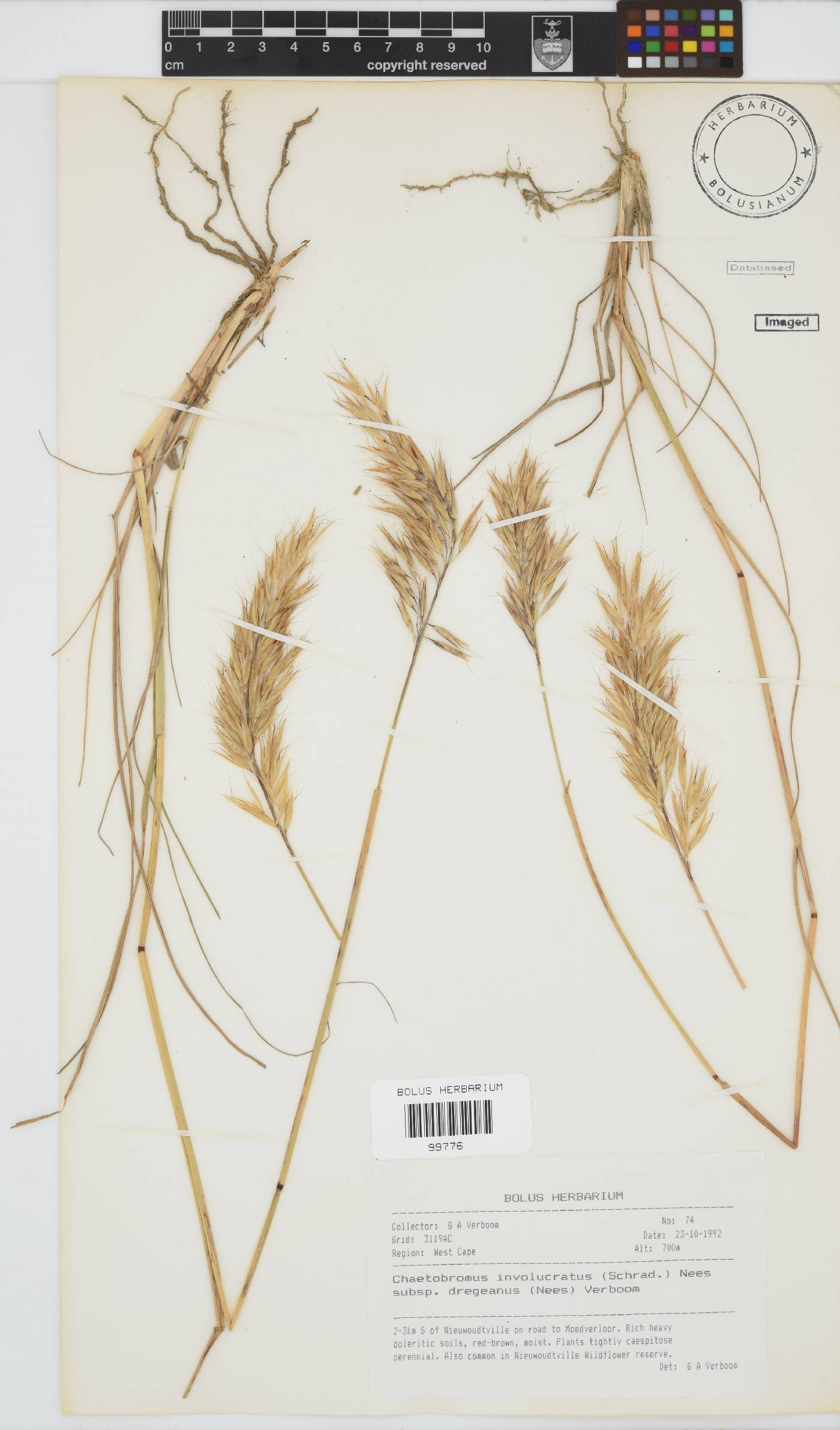 Chaetobromus involucratus subsp. dregeanus image