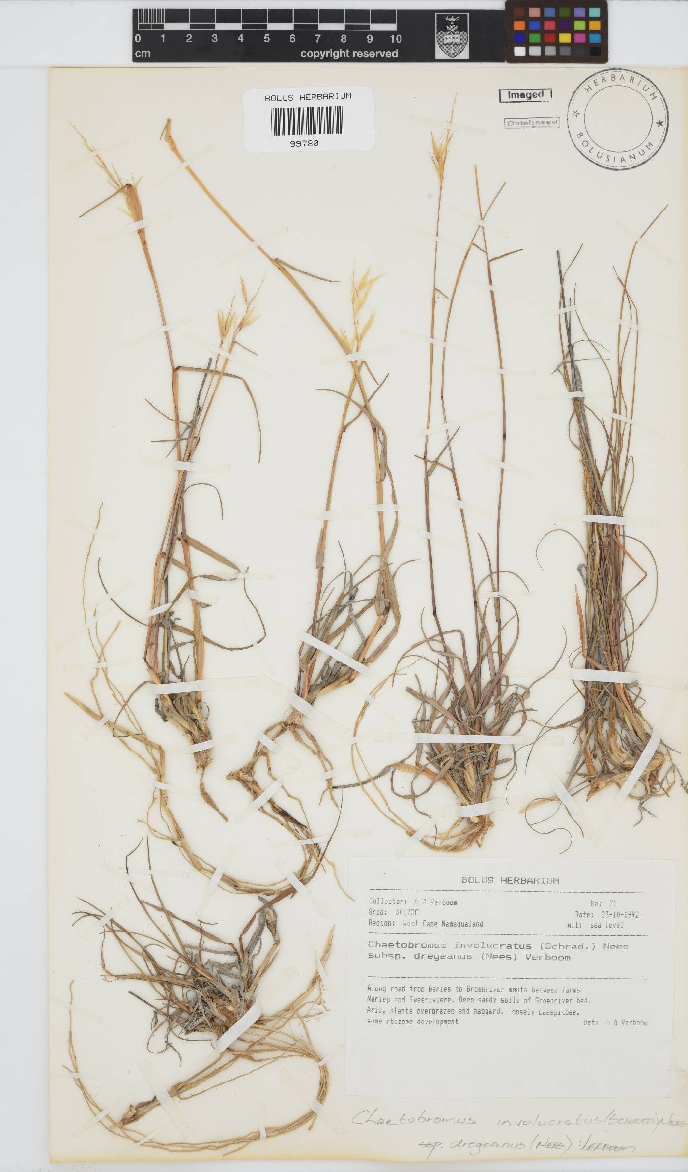 Chaetobromus involucratus subsp. dregeanus image