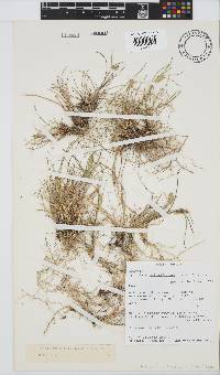 Tribolium obtusifolium image