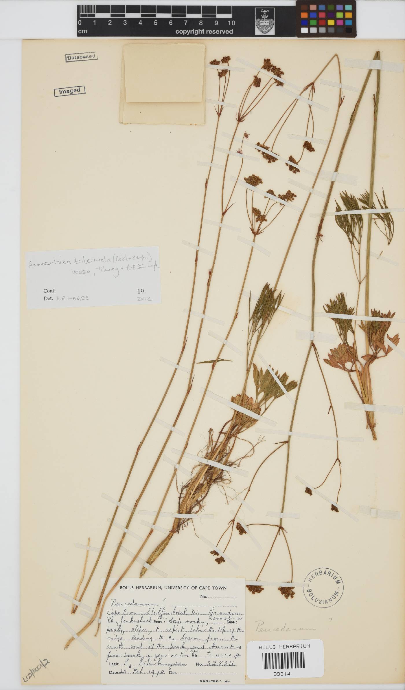 Annesorhiza triternata image