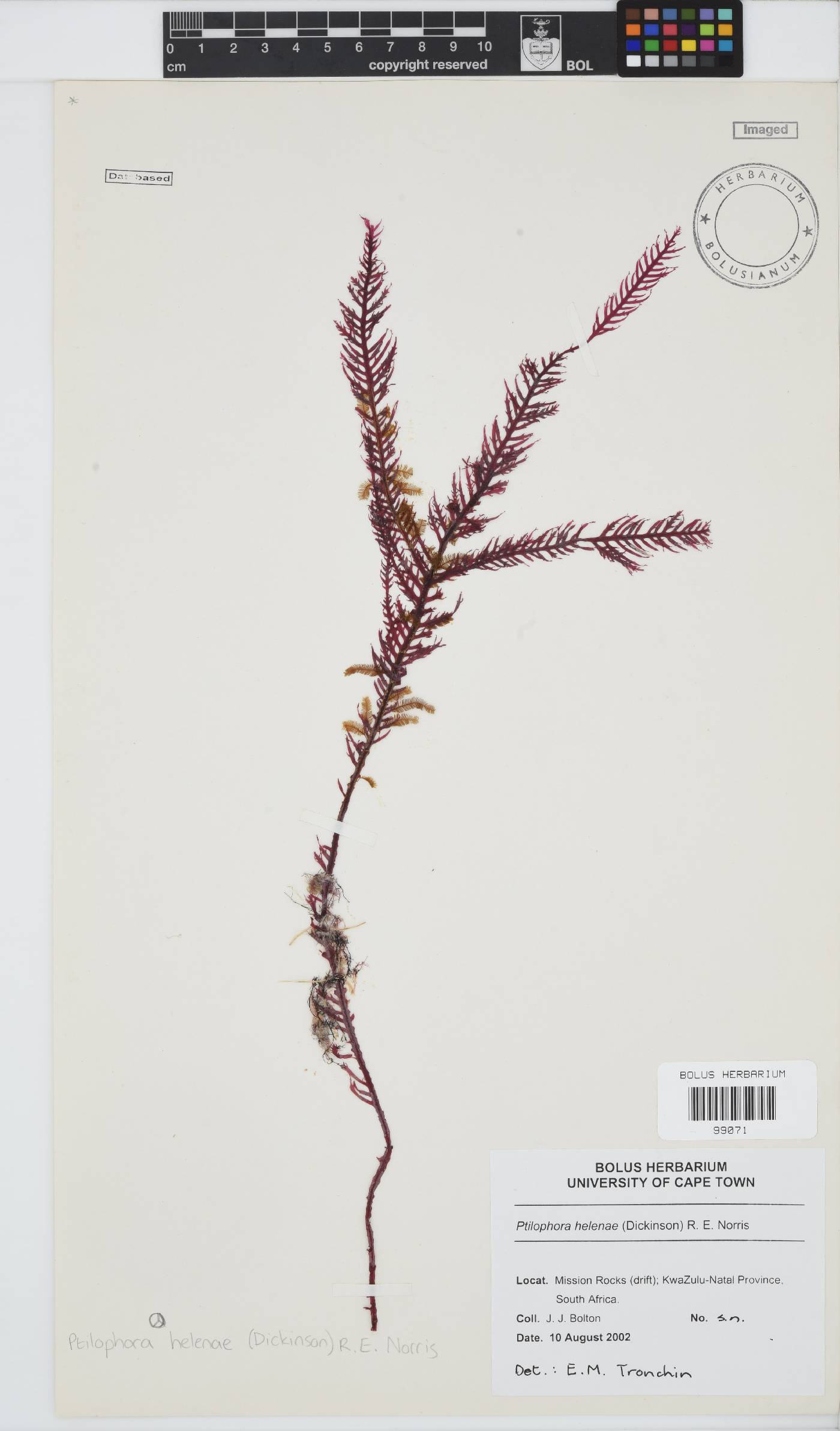 Ptilophora helenae image