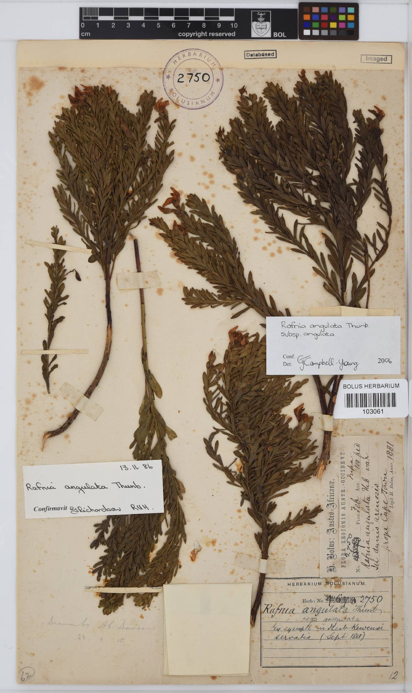 Craspedolepis strobilifera image