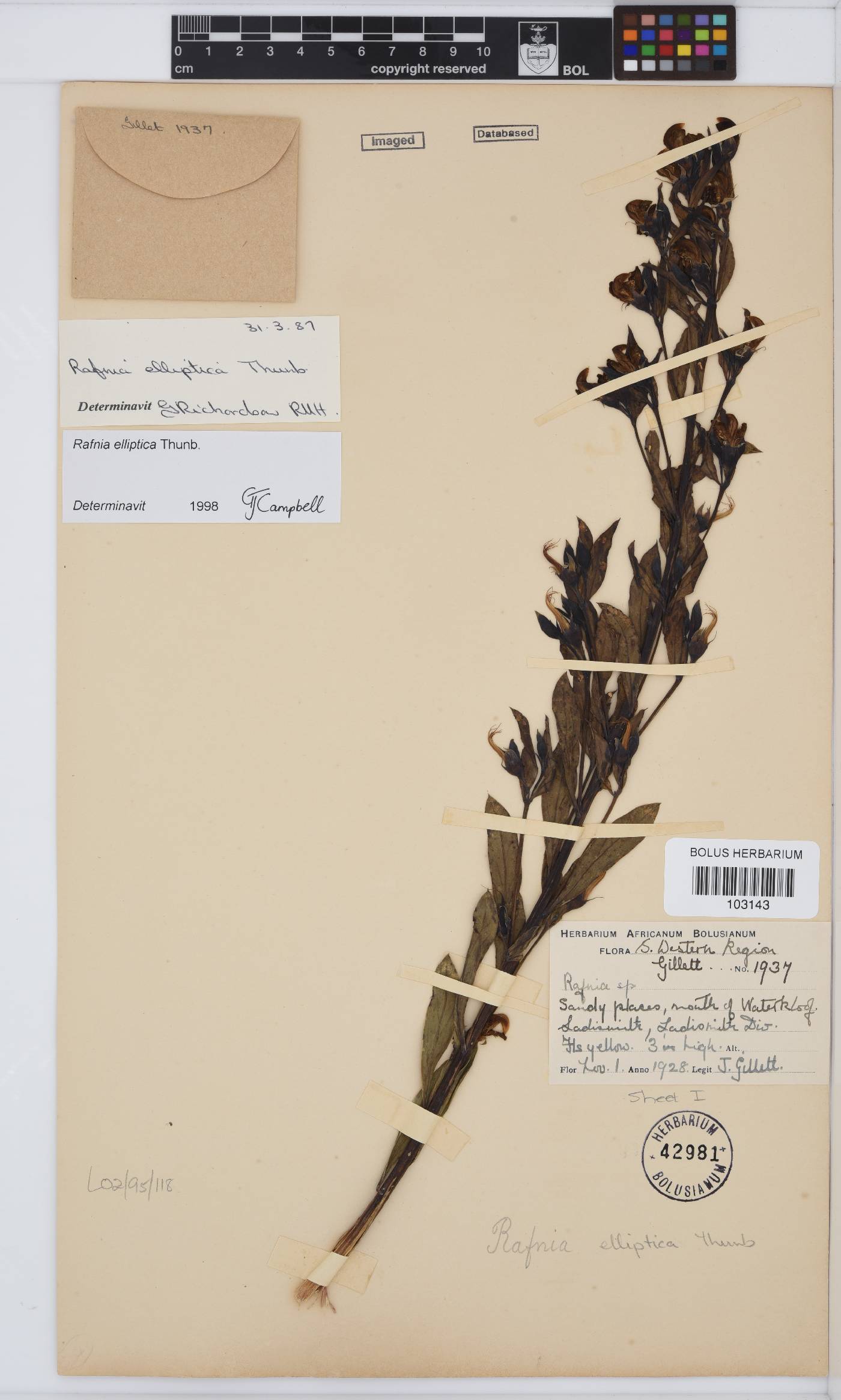 Rafnia elliptica image