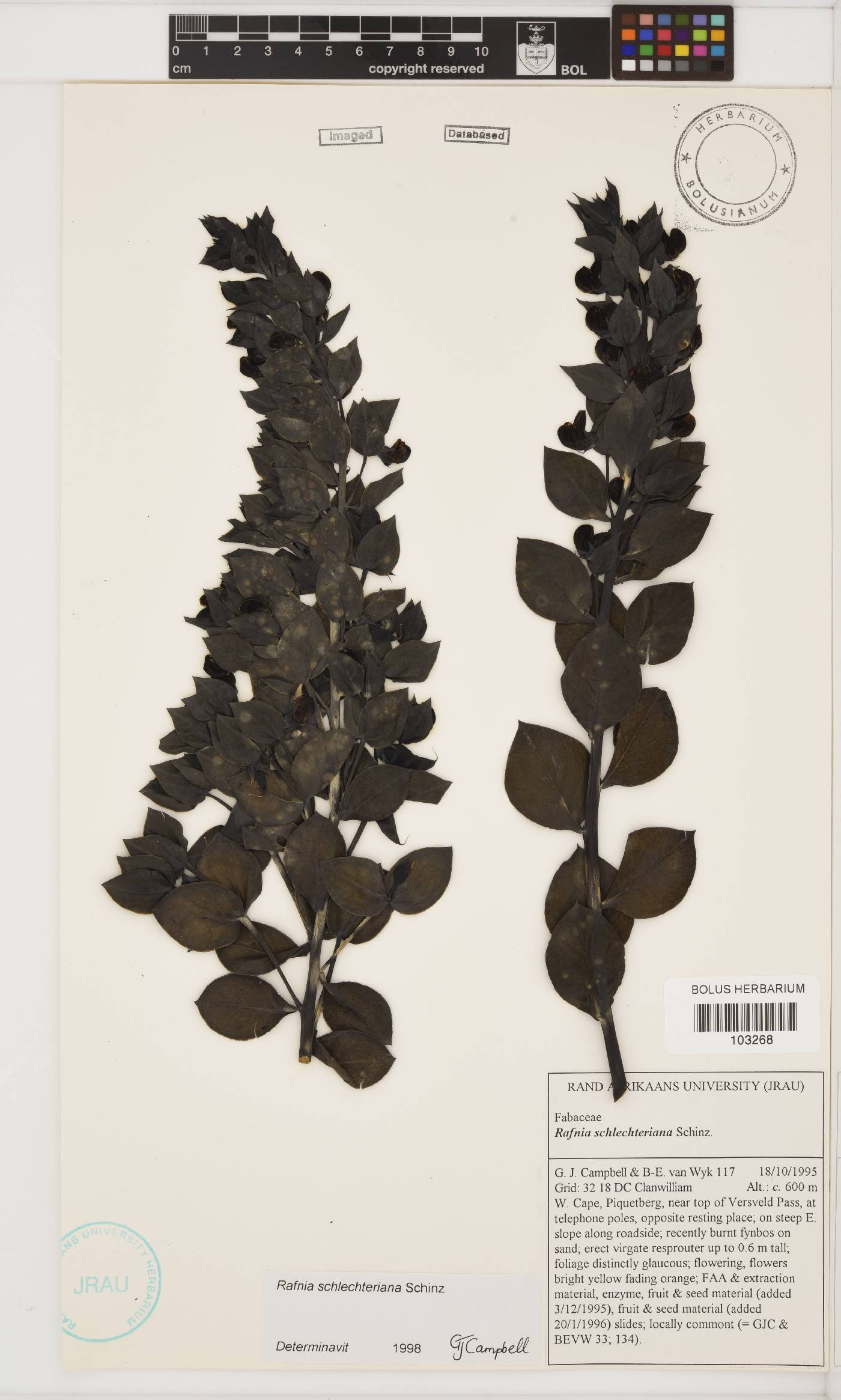 Rafnia schlechteriana image