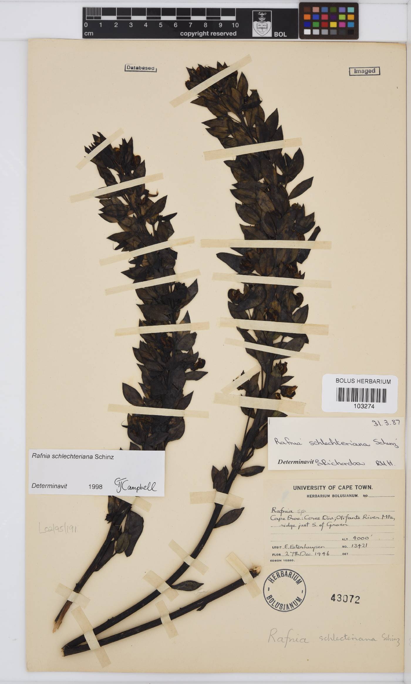 Rafnia schlechteriana image