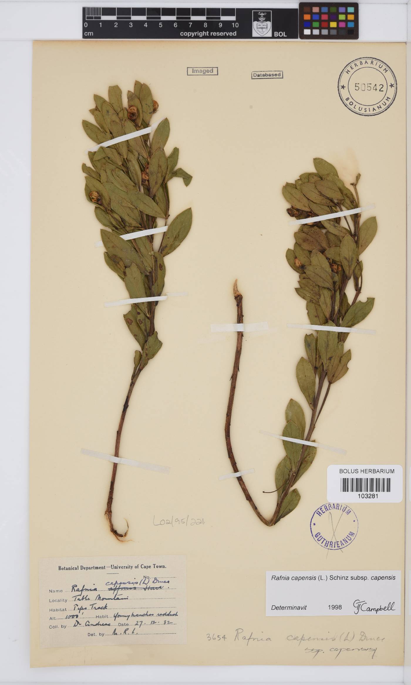 Rafnia capensis image