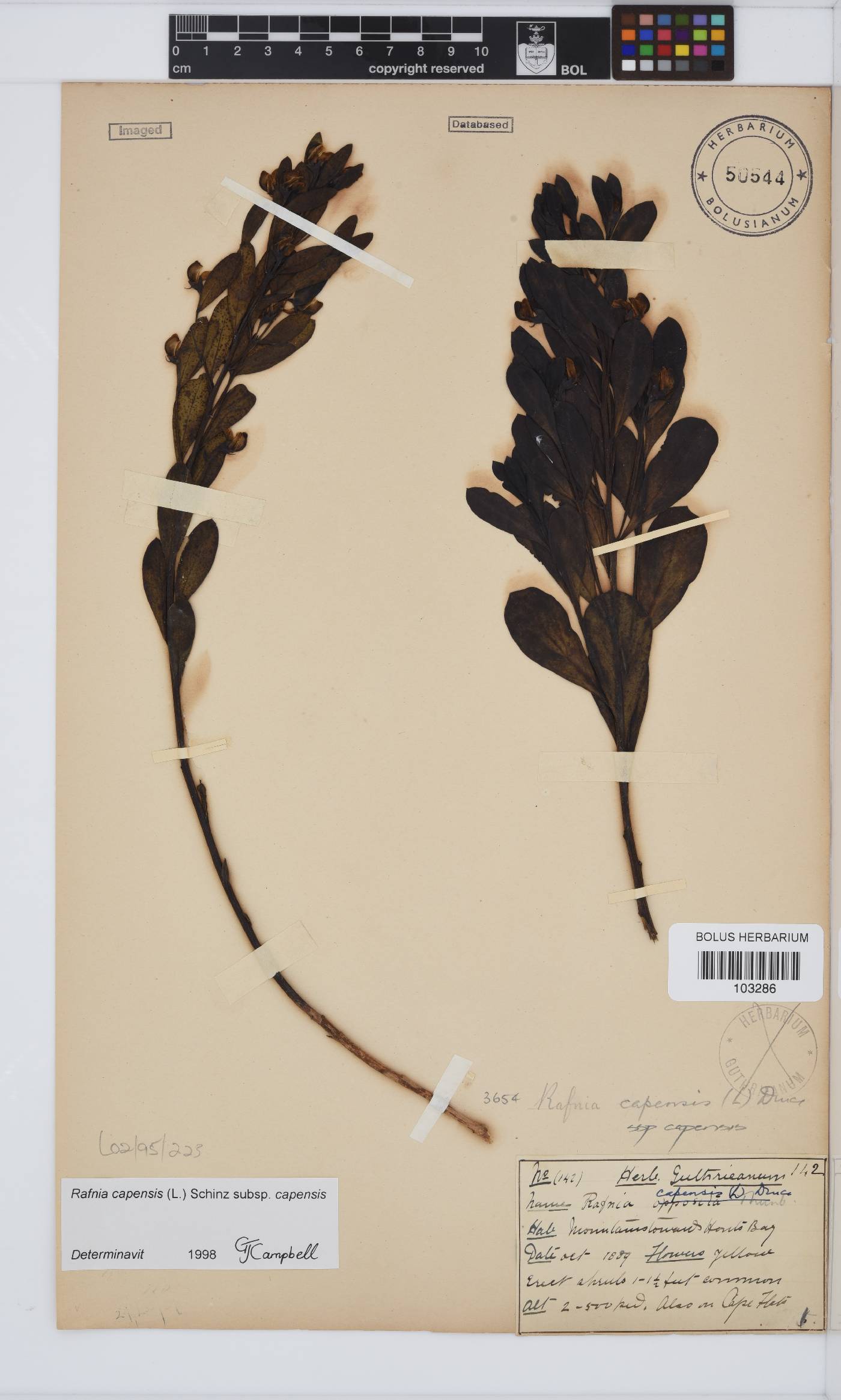 Rafnia capensis subsp. capensis image