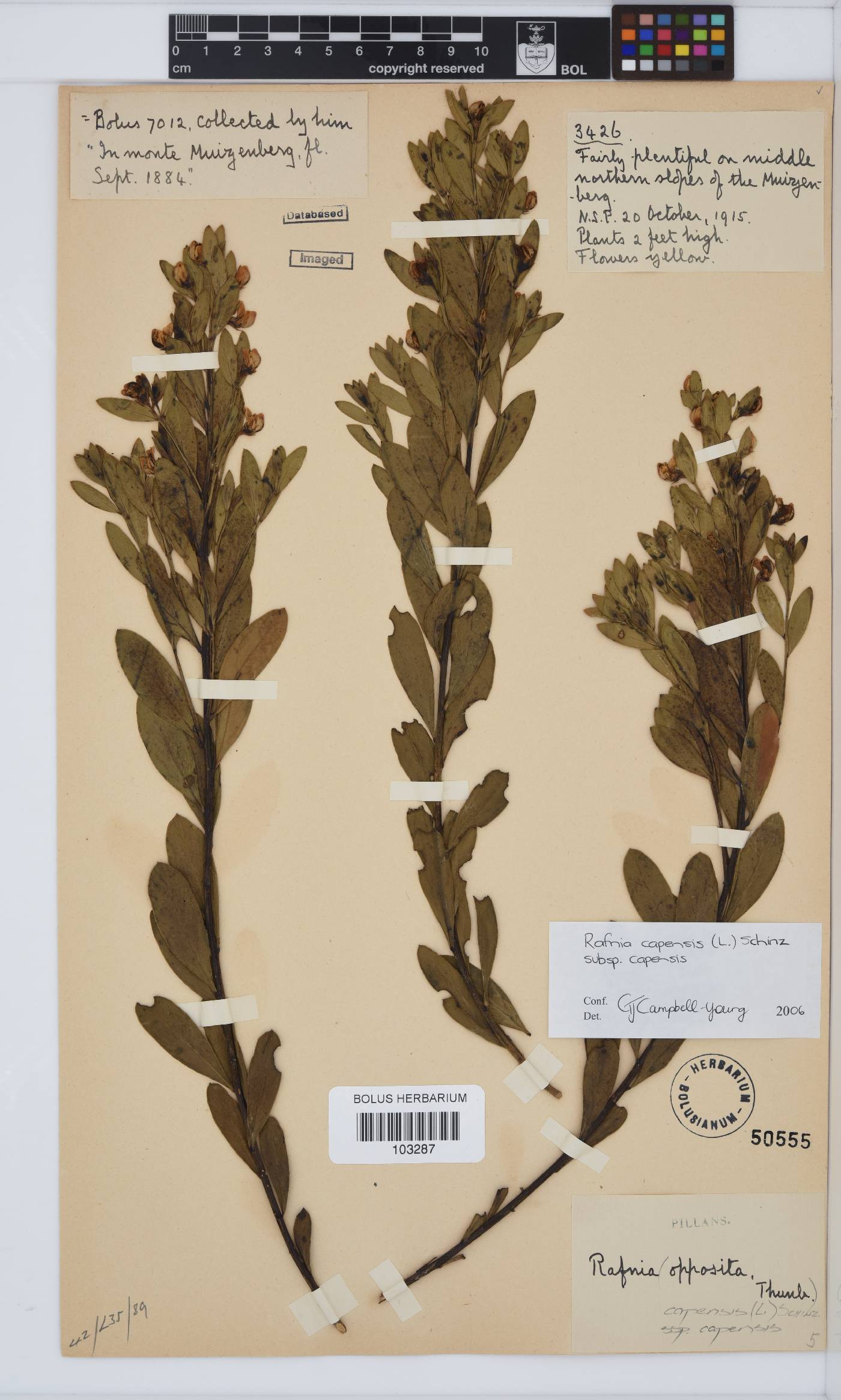 Rafnia capensis subsp. capensis image