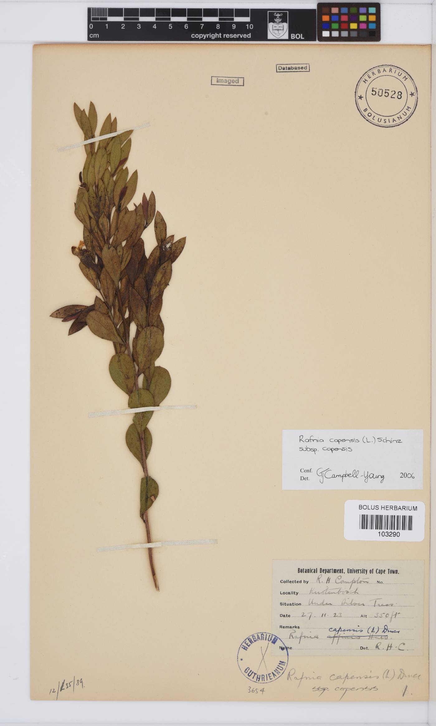 Rafnia capensis subsp. capensis image