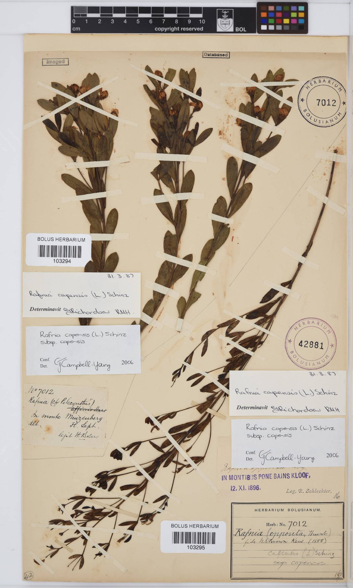 Rafnia capensis subsp. capensis image