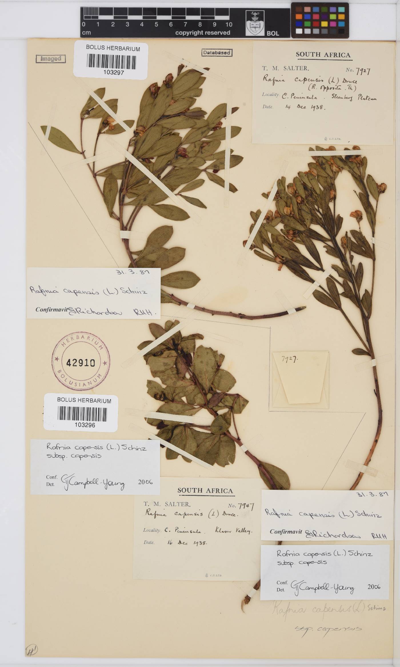 Rafnia capensis subsp. capensis image