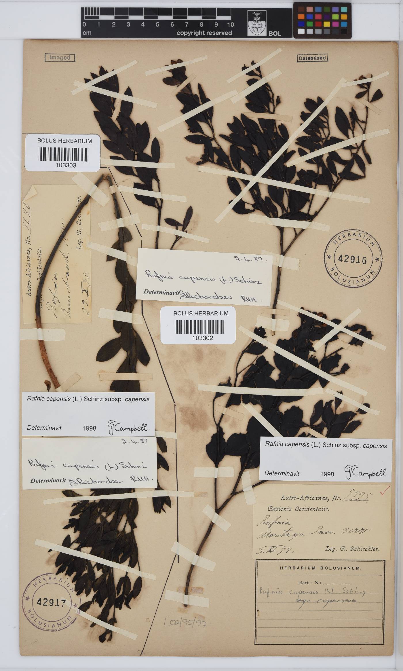 Rafnia capensis image