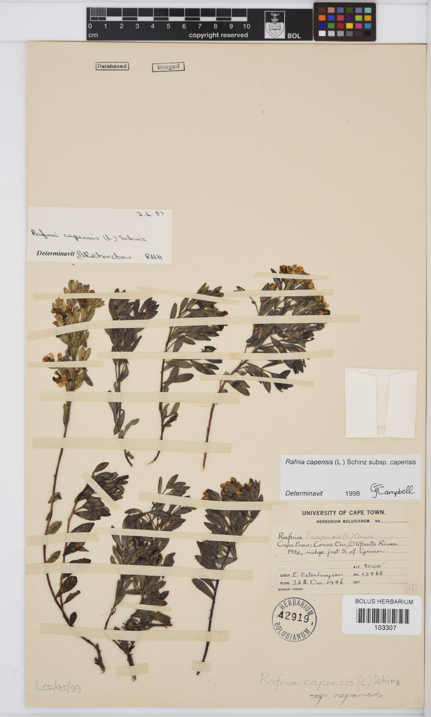 Rafnia capensis image