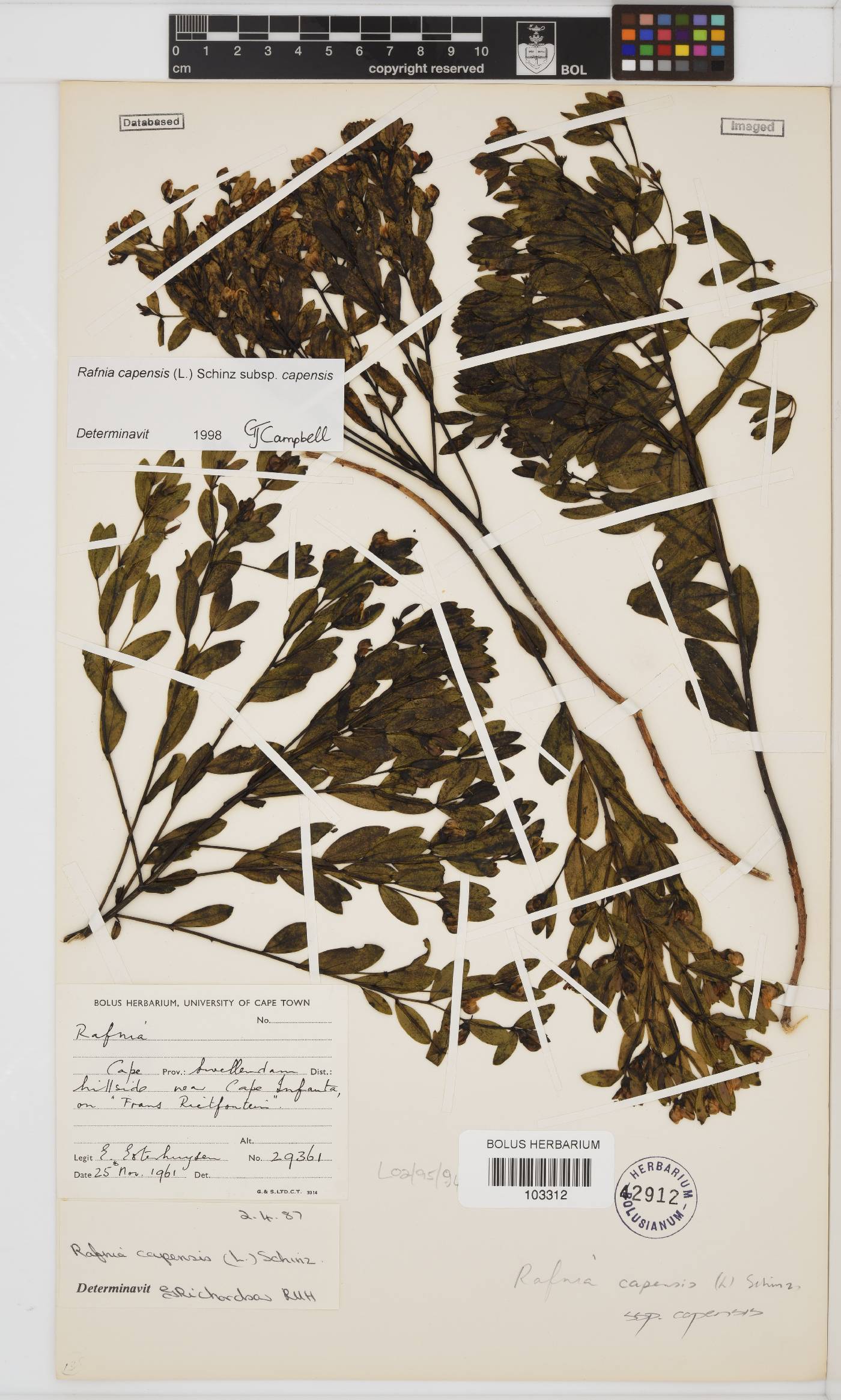 Rafnia capensis image