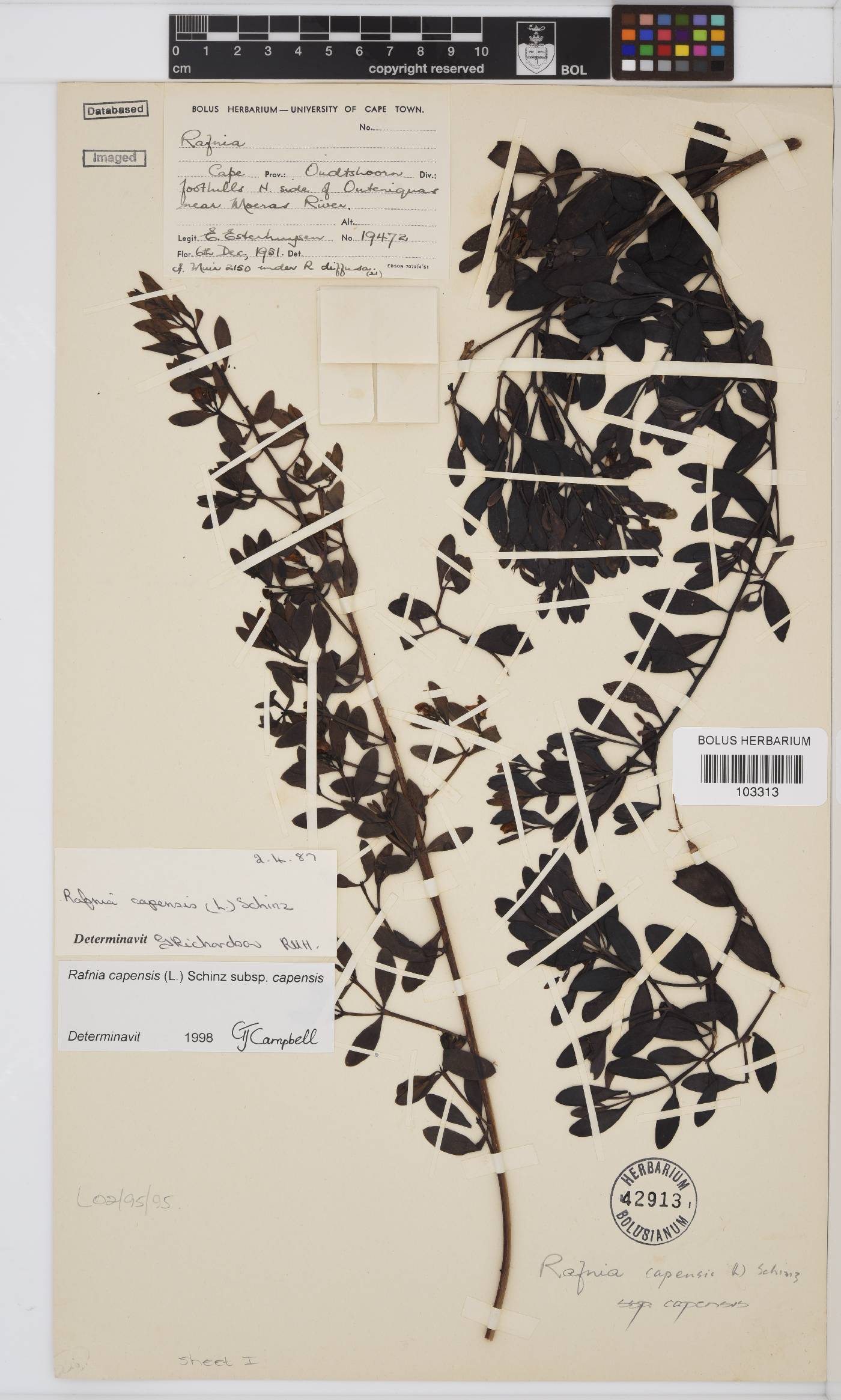 Rafnia capensis image