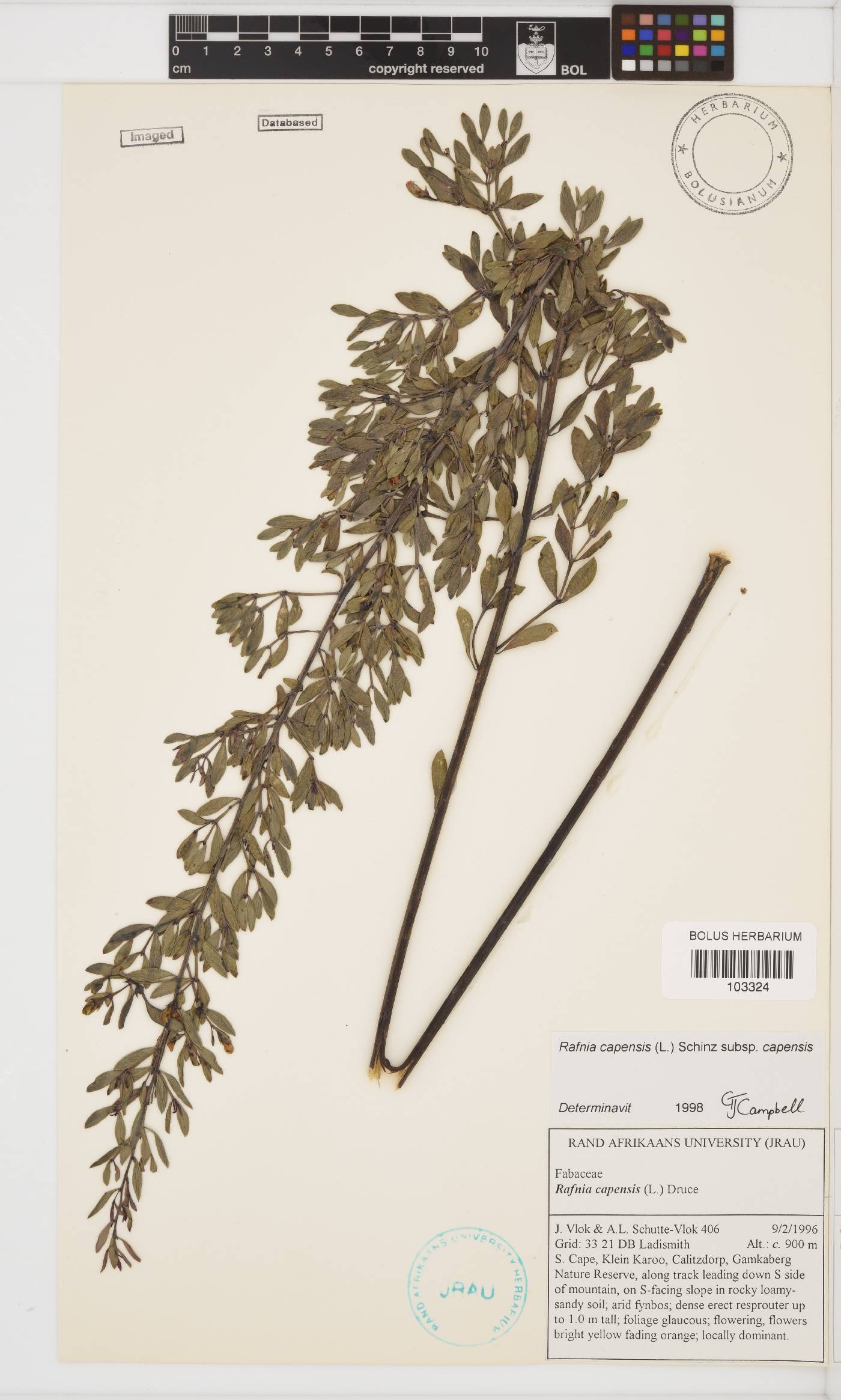 Rafnia capensis image
