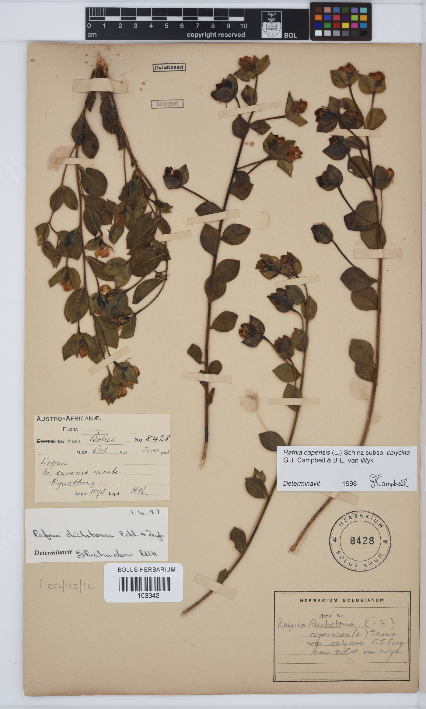 Rafnia capensis image