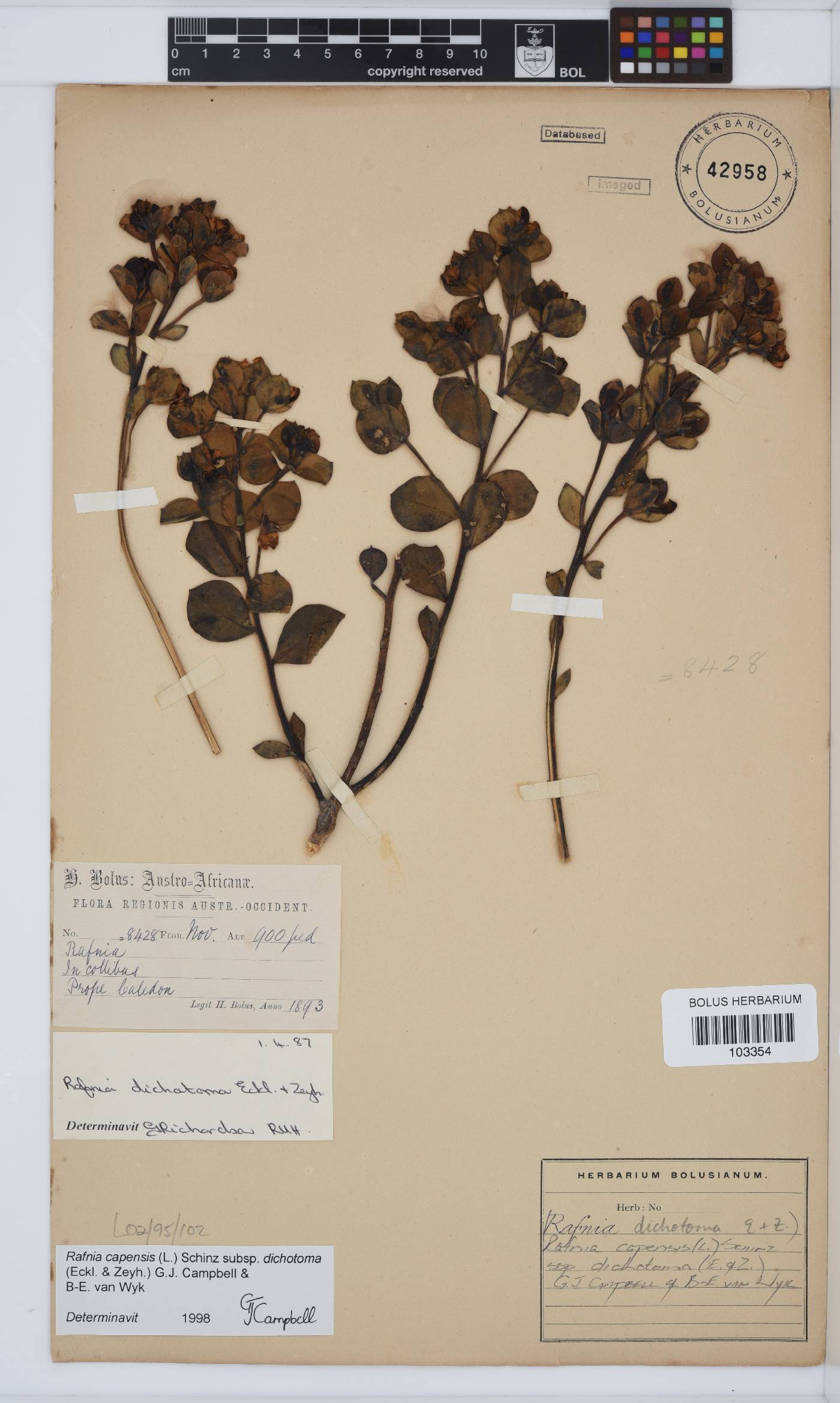 Rafnia capensis subsp. dichotoma image