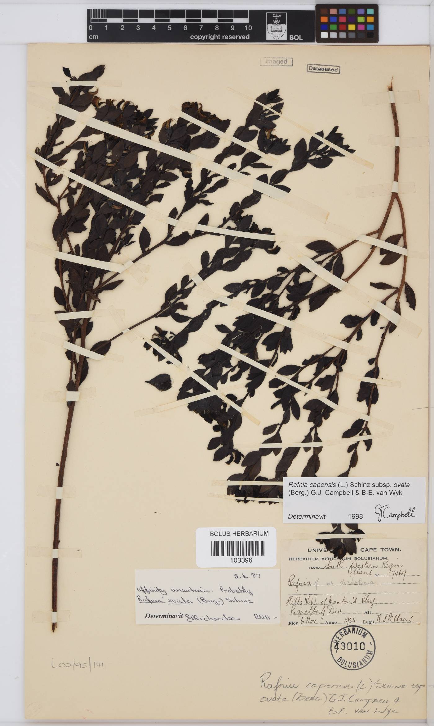 Rafnia capensis image