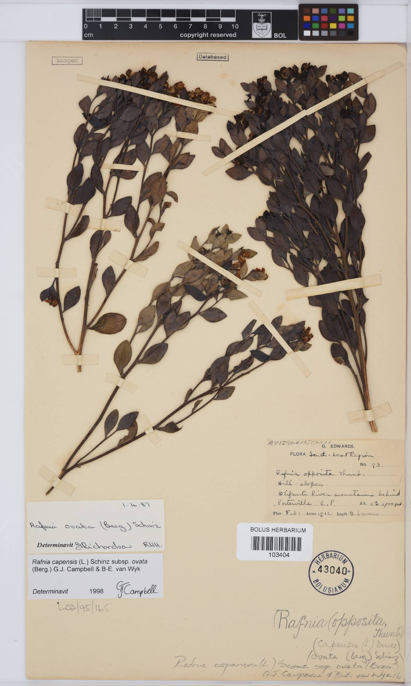 Rafnia capensis image