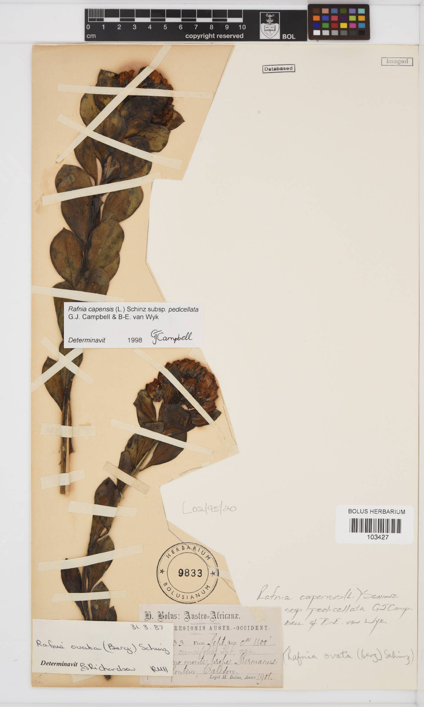 Rafnia capensis image