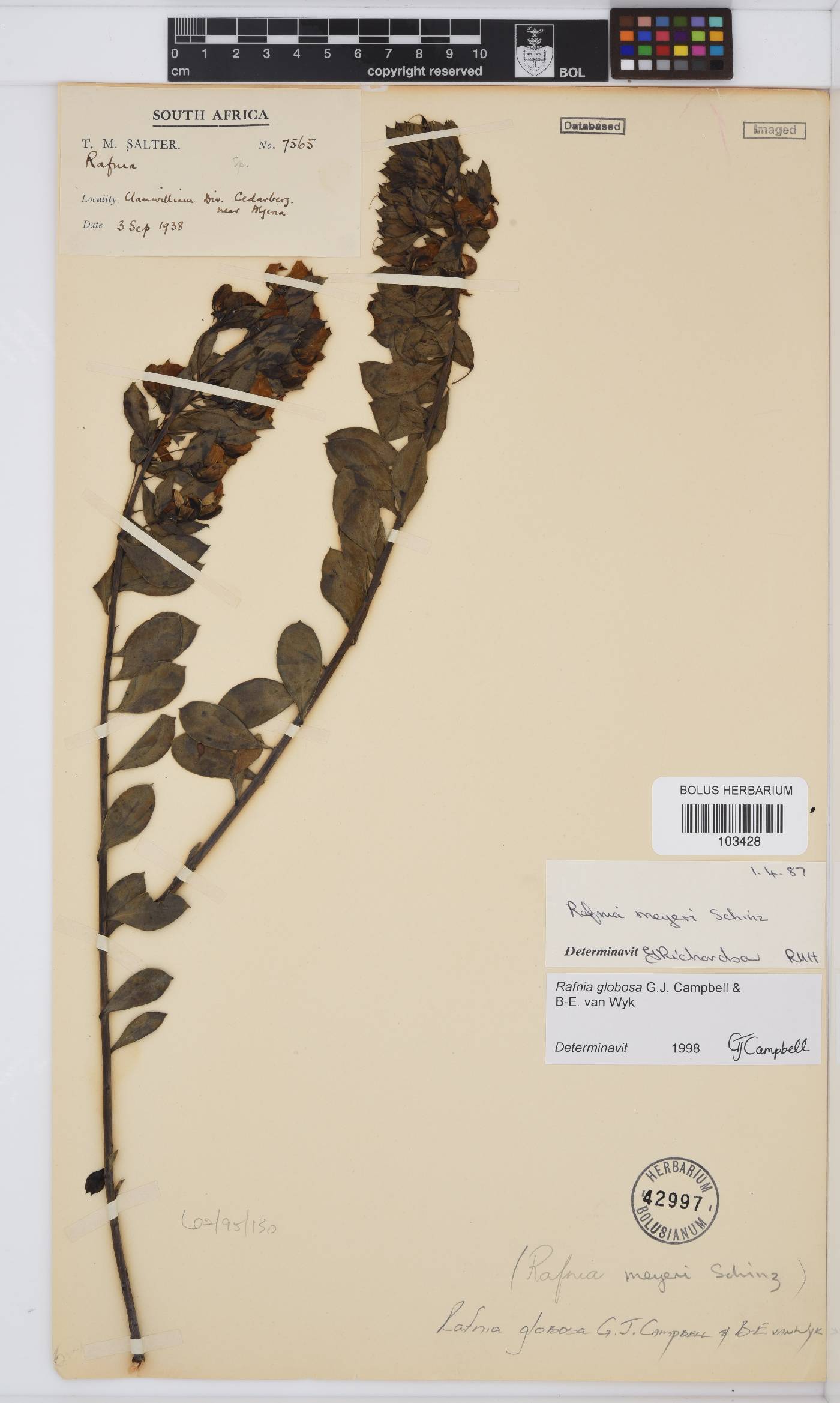 Rafnia globosa image