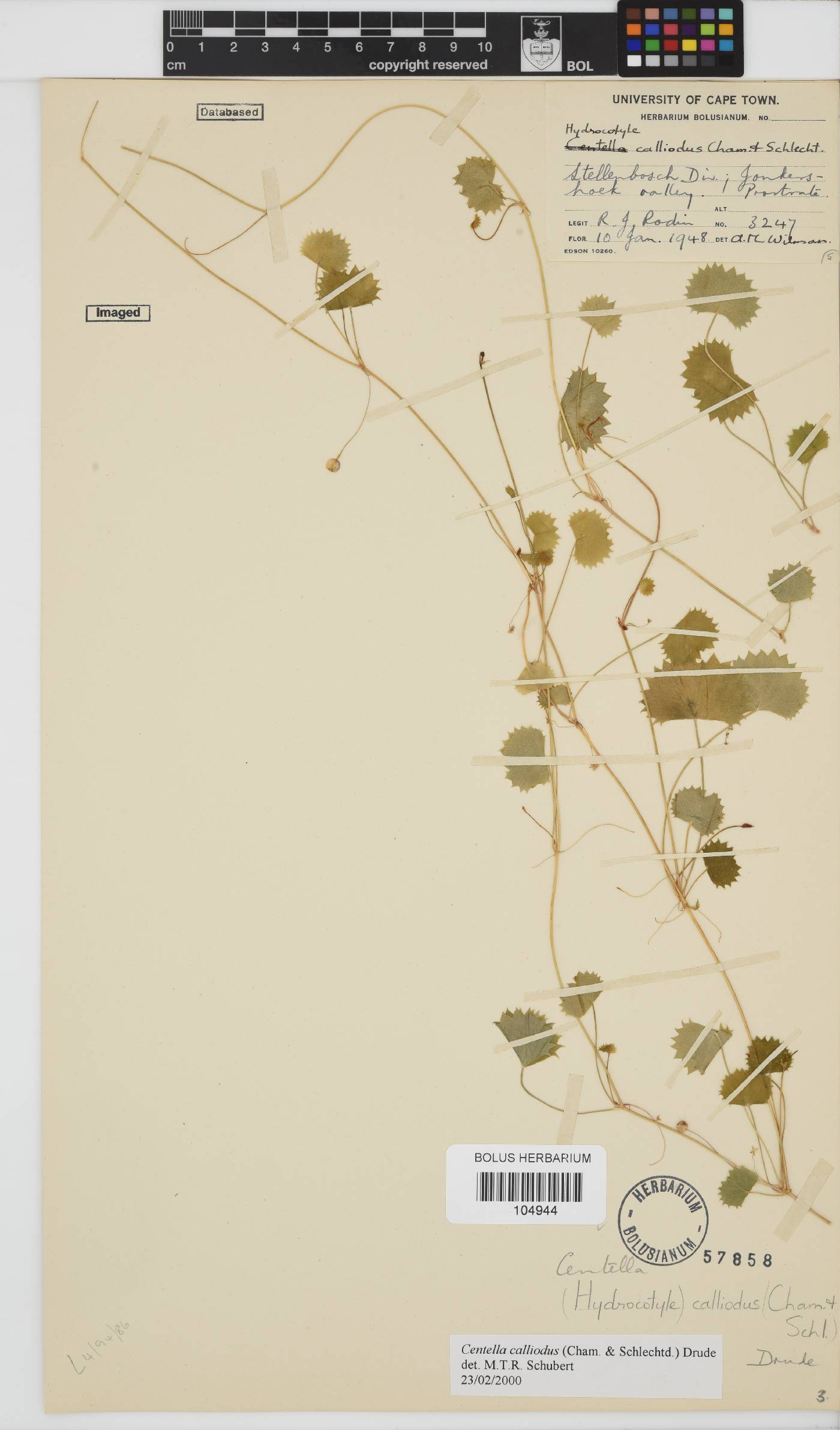 Centella callioda image