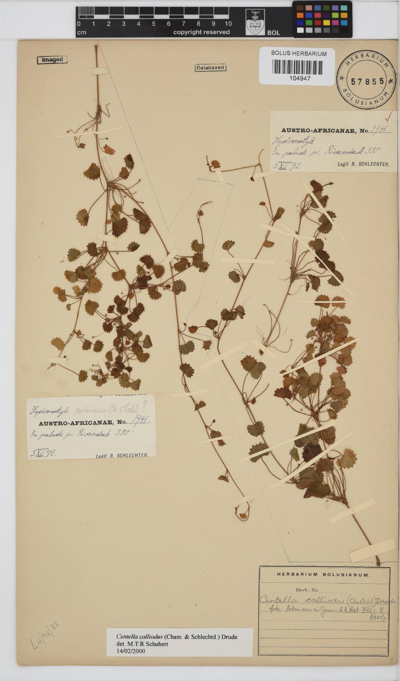 Centella callioda image