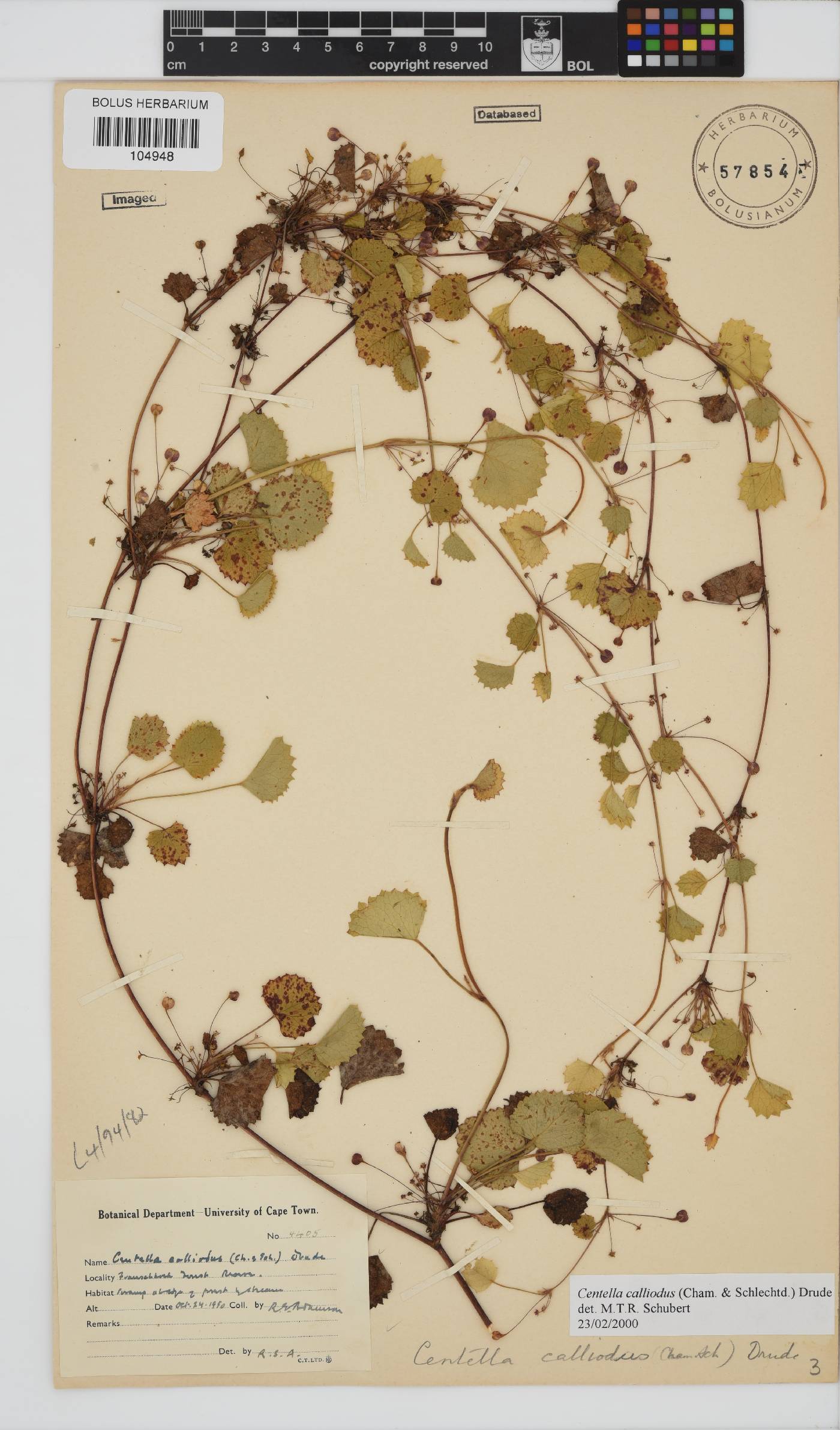 Centella callioda image