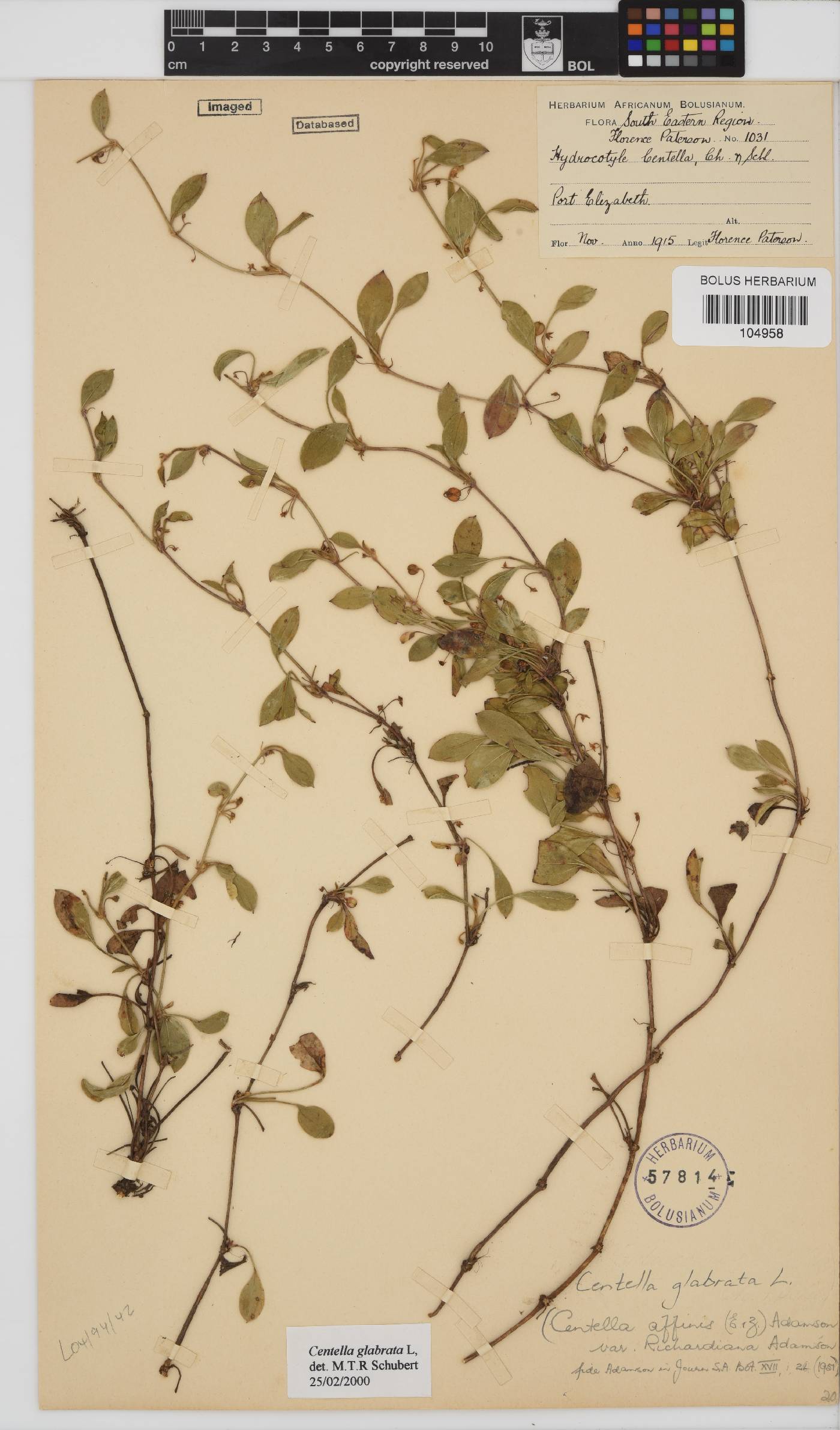 Centella glabrata image