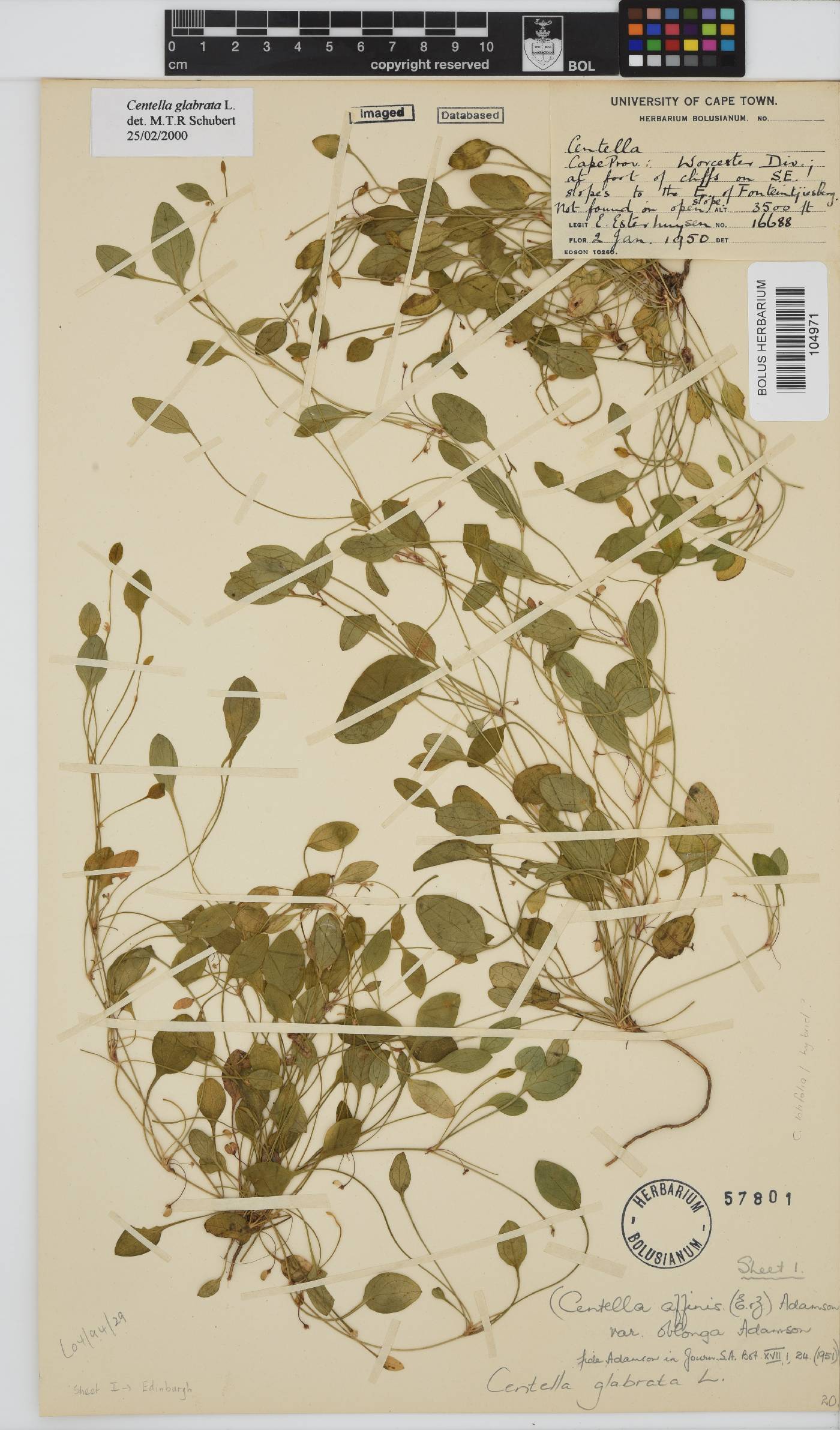Centella image