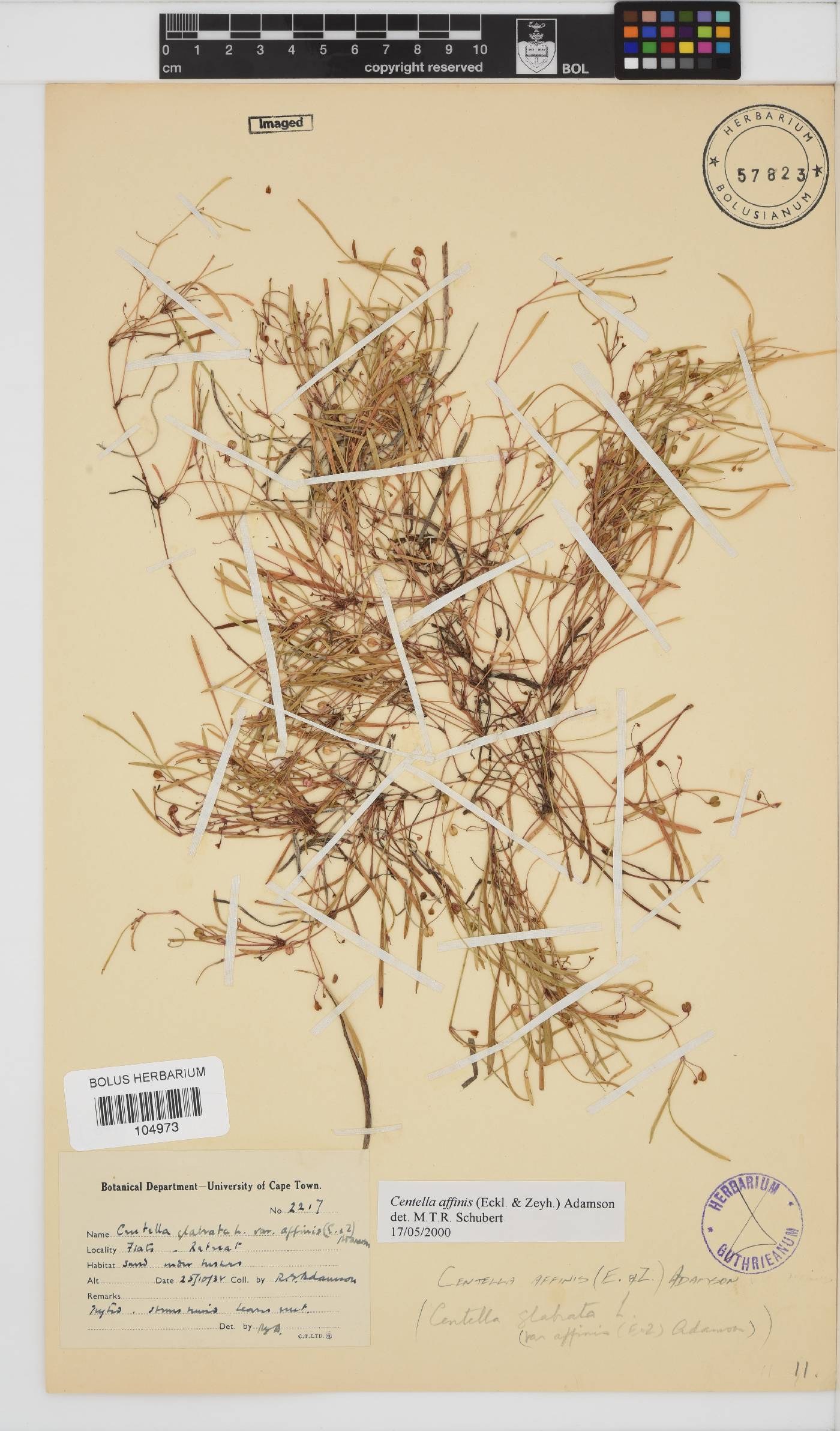 Centella affinis image