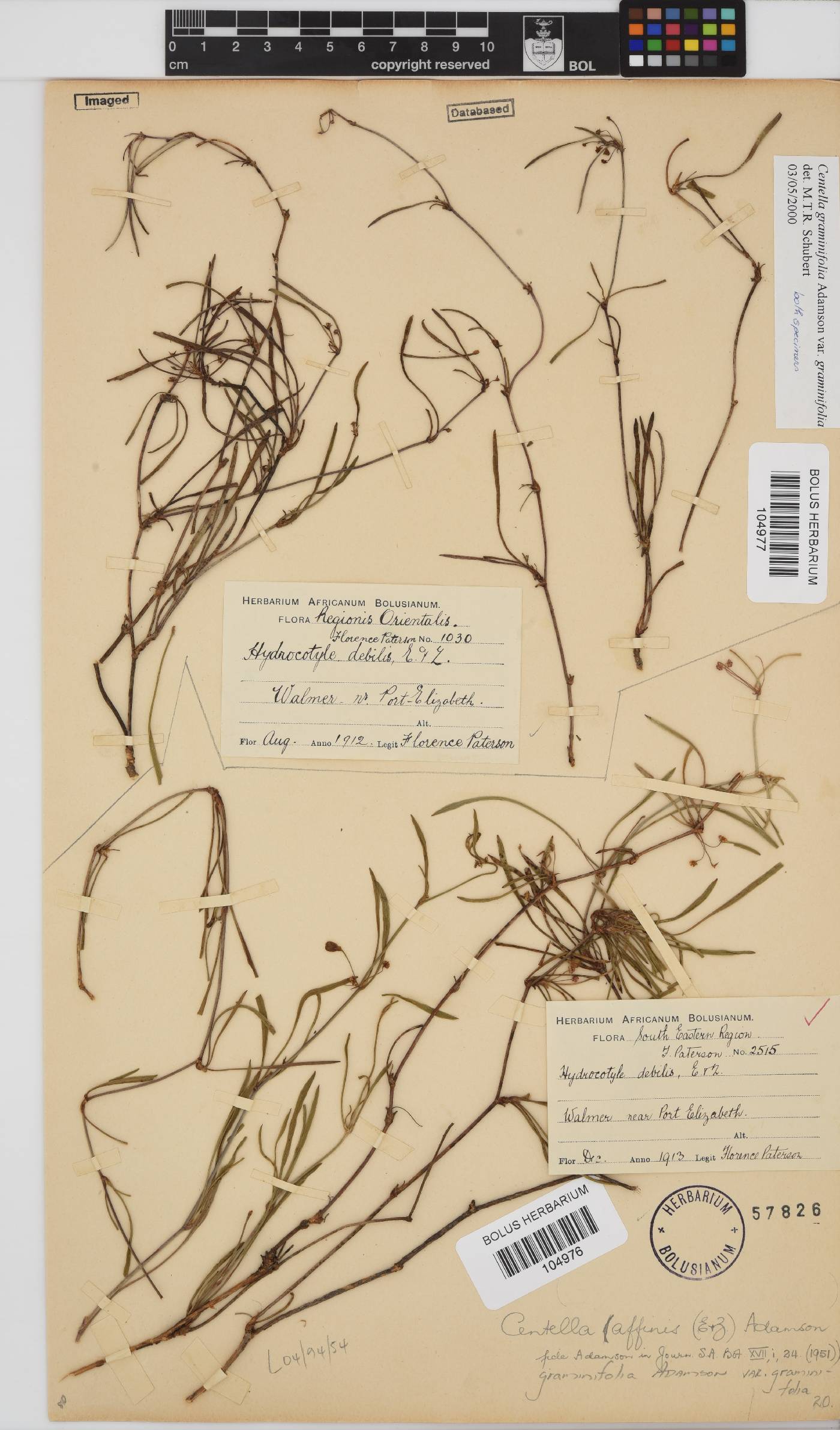 Centella graminifolia image