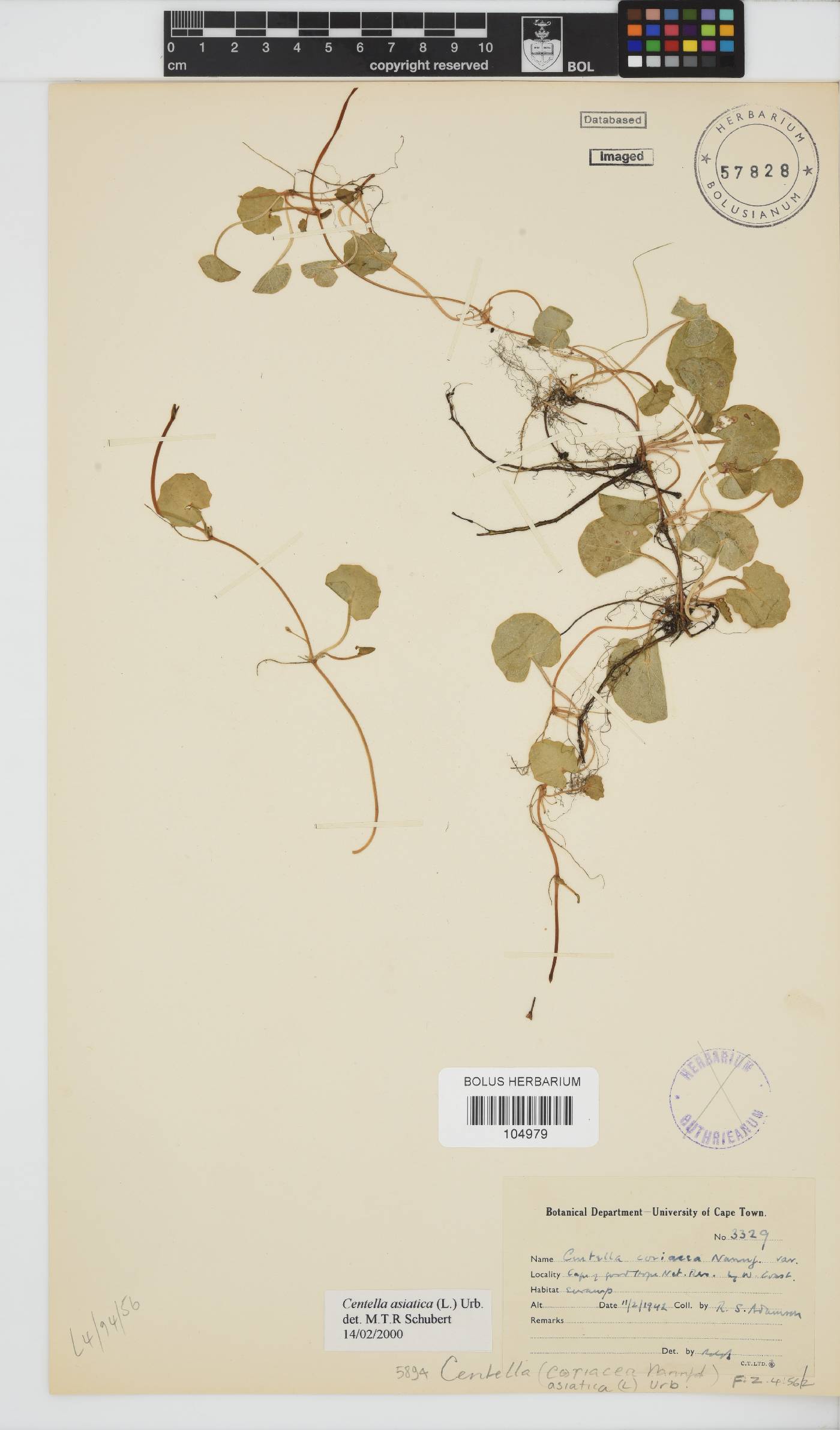 Centella asiatica image